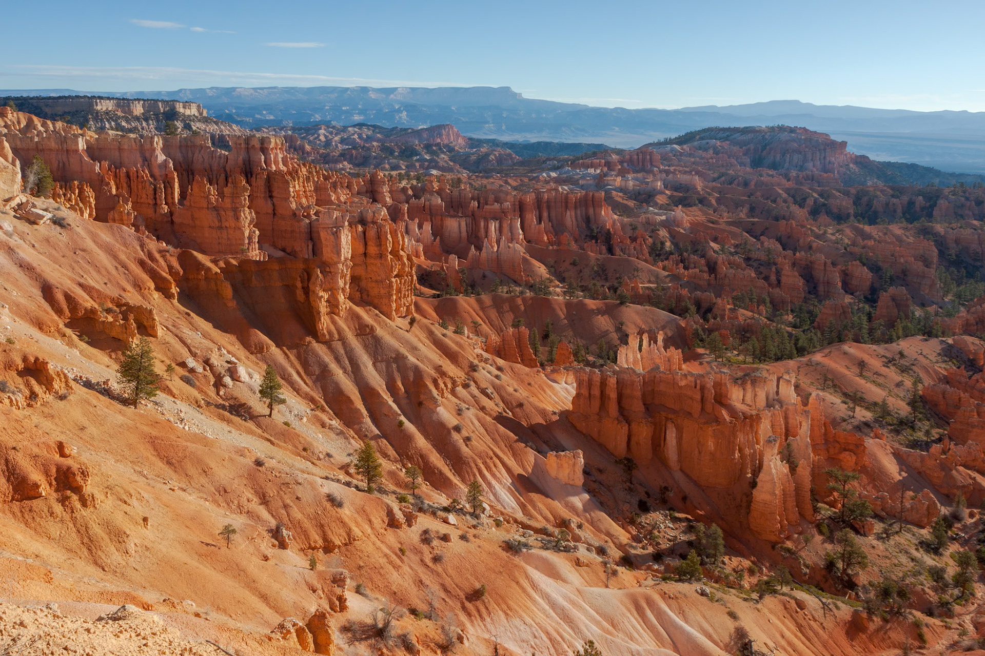 Sun Kissed Hoodoos and Pine Trees in Bryce Canyon