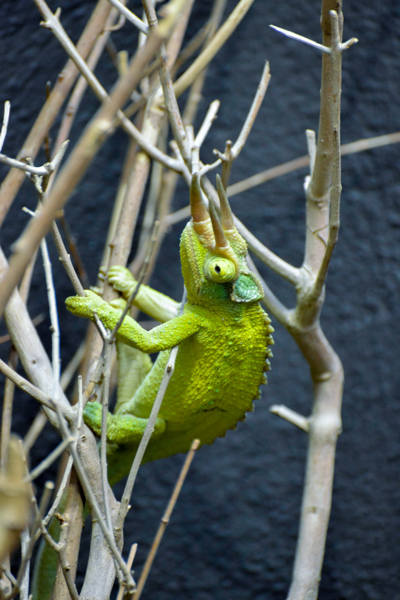 Jackson's Three-horned Chameleon (Trioceros jacksonii)