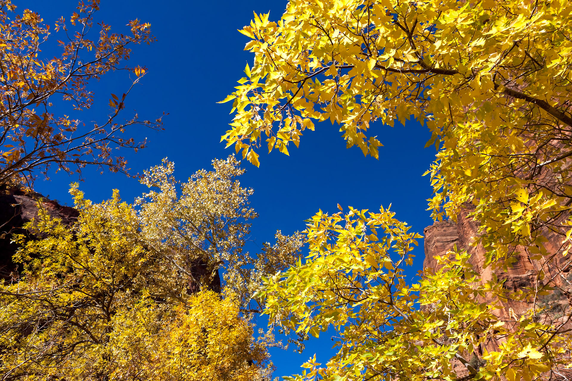 Golden Leaves against a Blue Sky