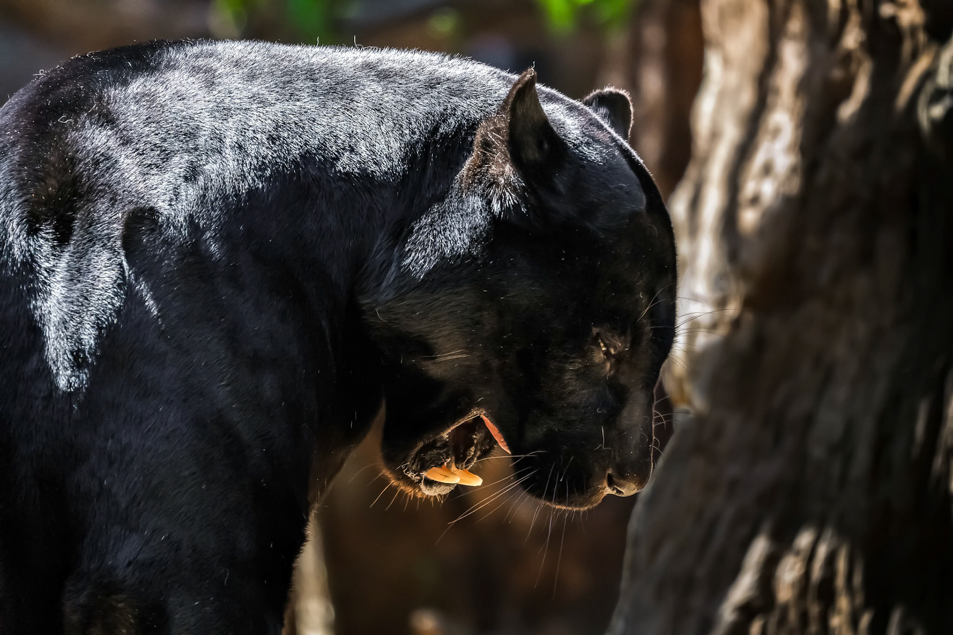 Black Jaguar
