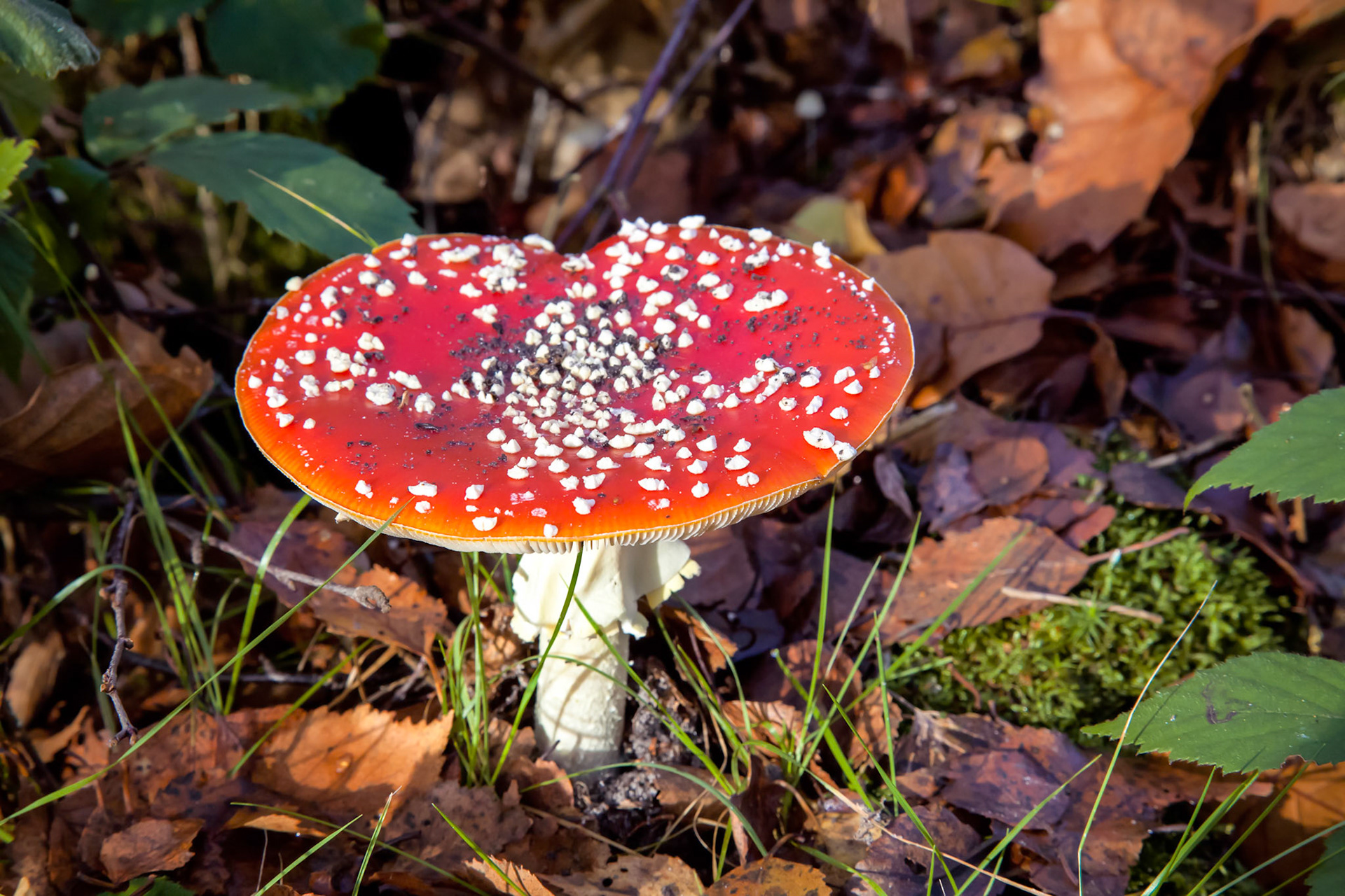 Fly Agaric Toadstool (Amanita muscaria)