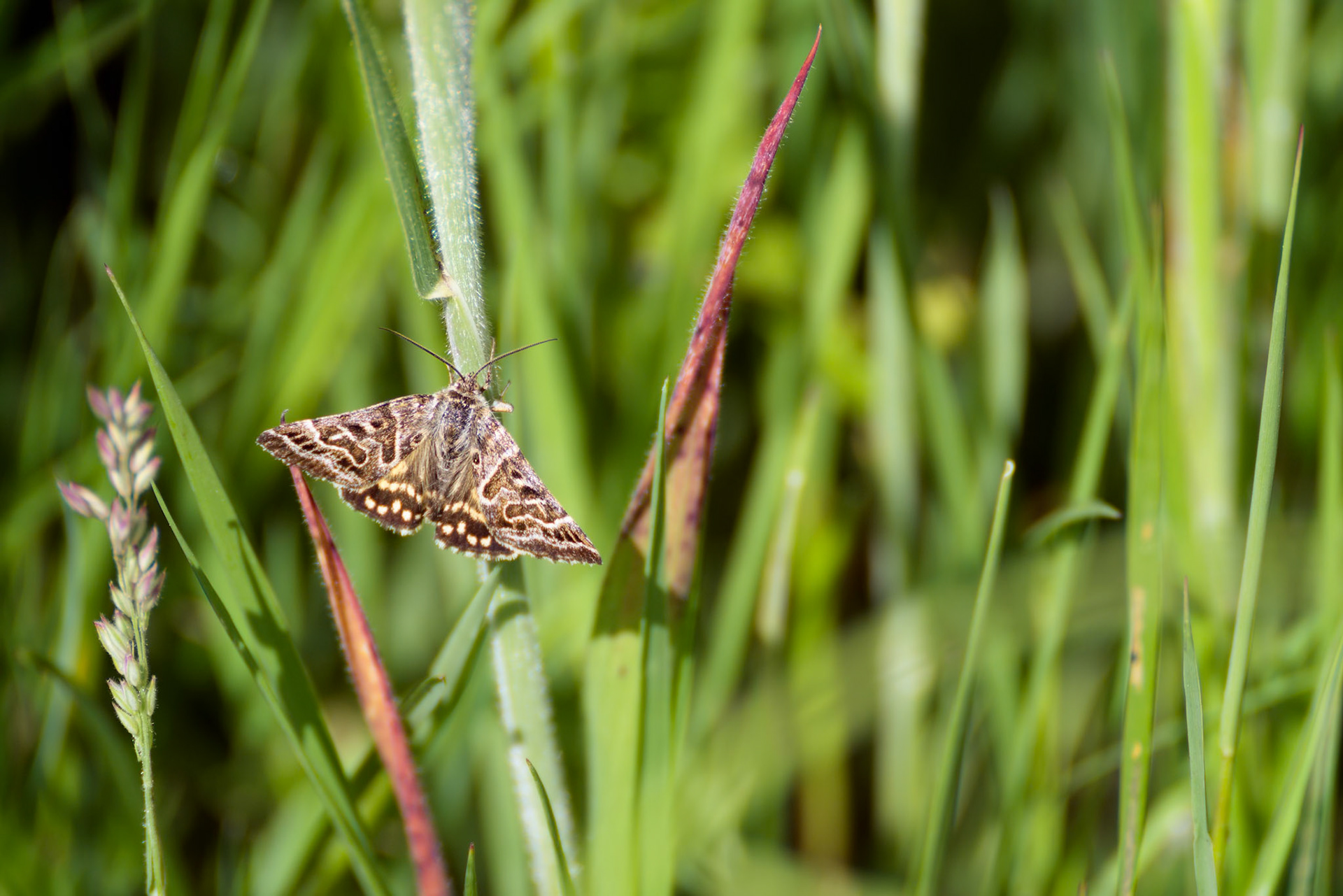 Mother Shipton moth (Callistege mi) warming up on a grass stem in the morning sunshine