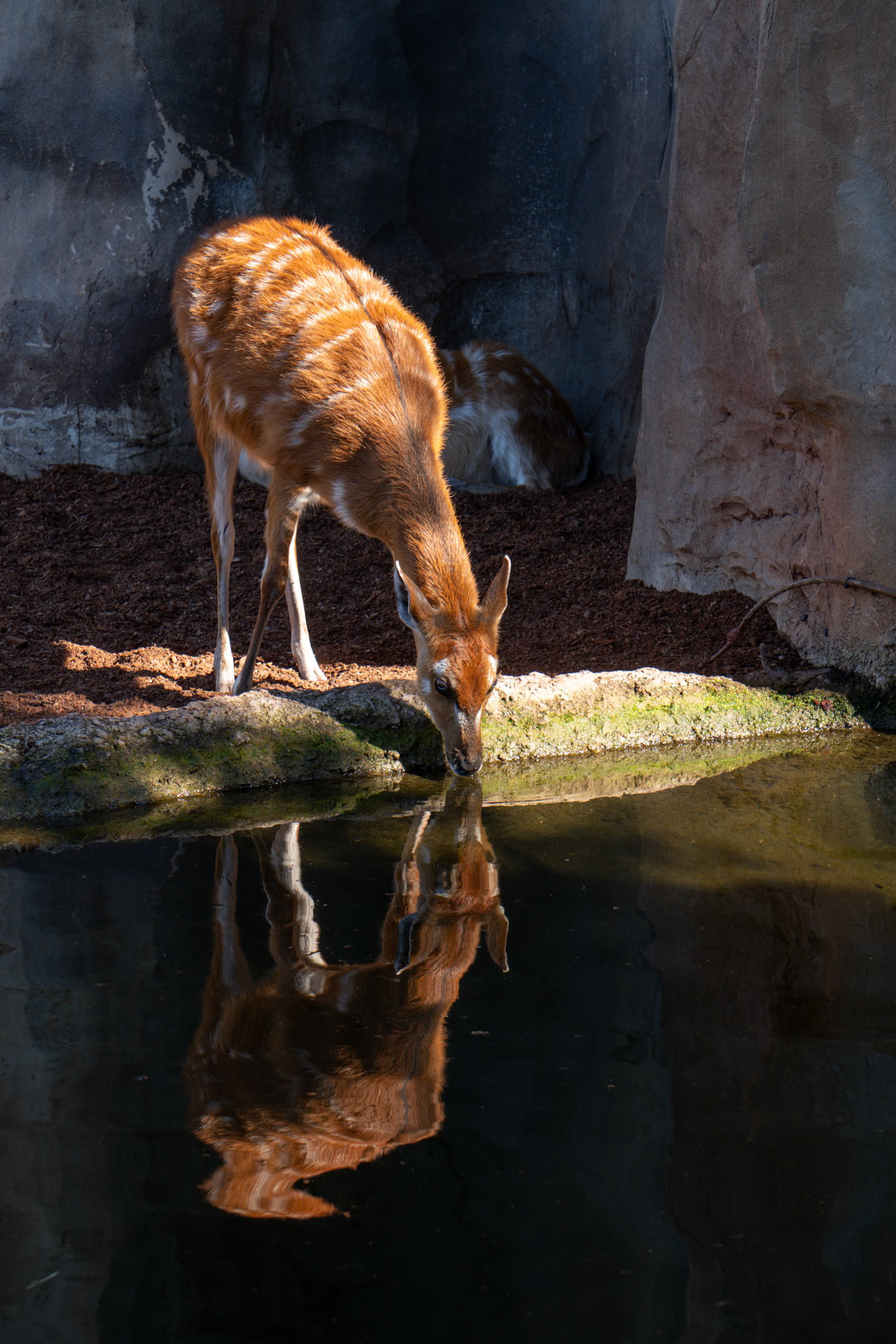 VALENCIA, SPAIN - FEBRUARY 26 : Sitatunga Antelope at the Bioparc in Valencia Spain on February 26, 2019
