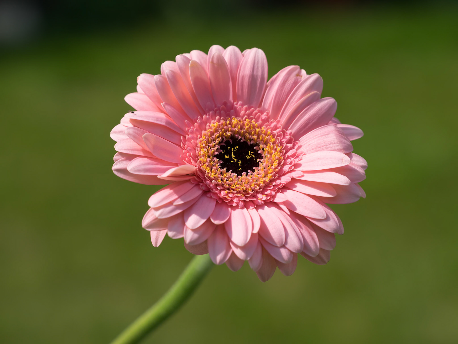Close-up view of a pink Gerbera (Asteraceae) flowering in the summer sunshine