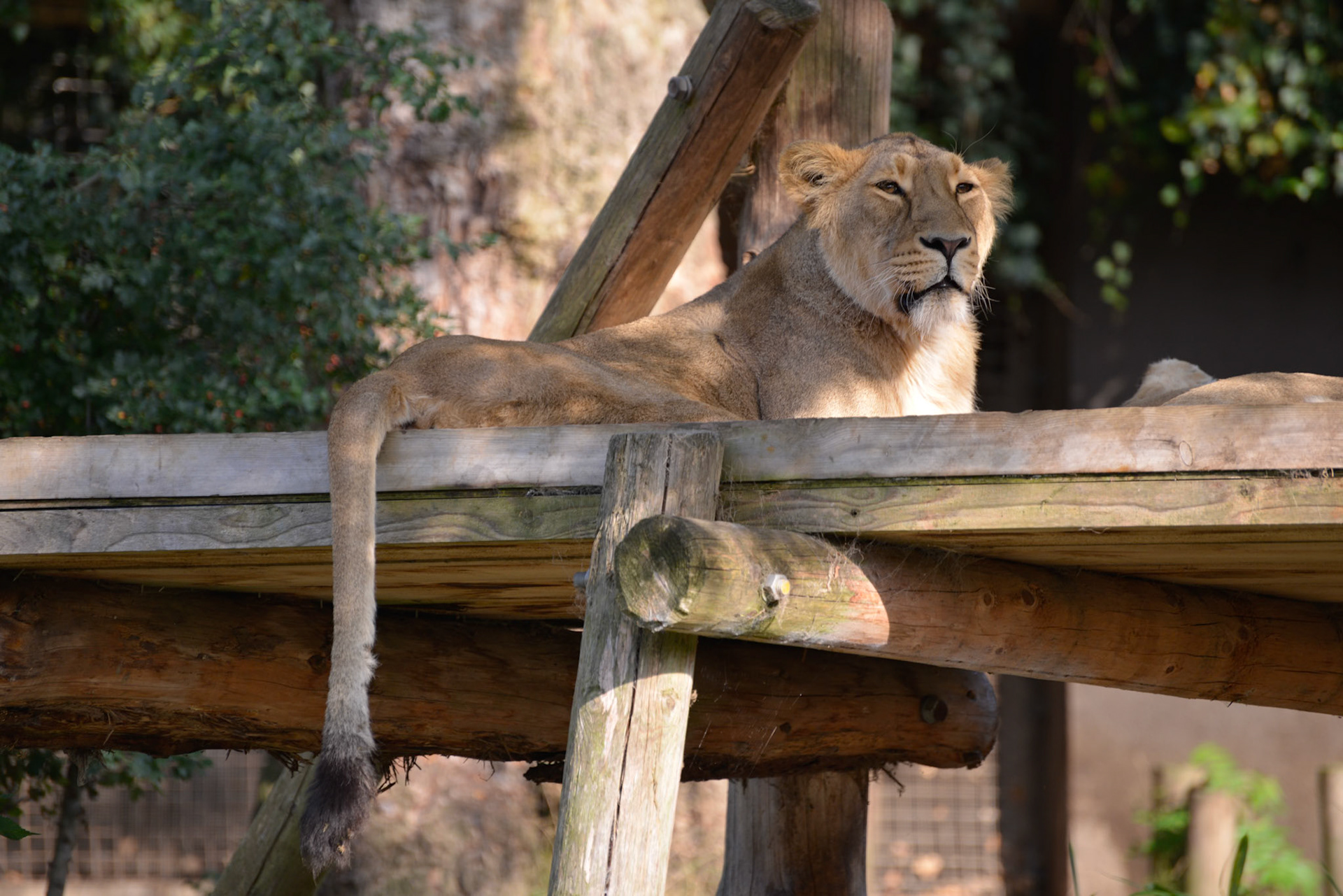 Asiatic Lion (Panthera leo persica) resting in the sunshine