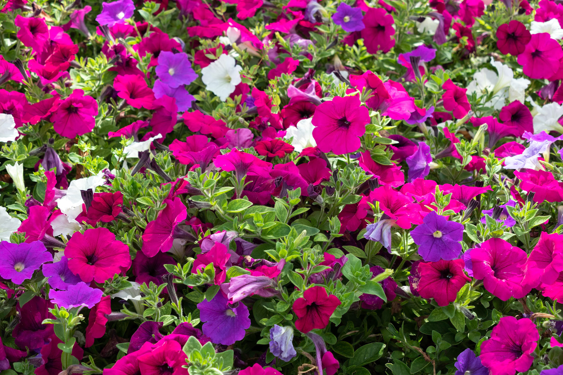 Petunia flower display in East Grinstead West Sussex