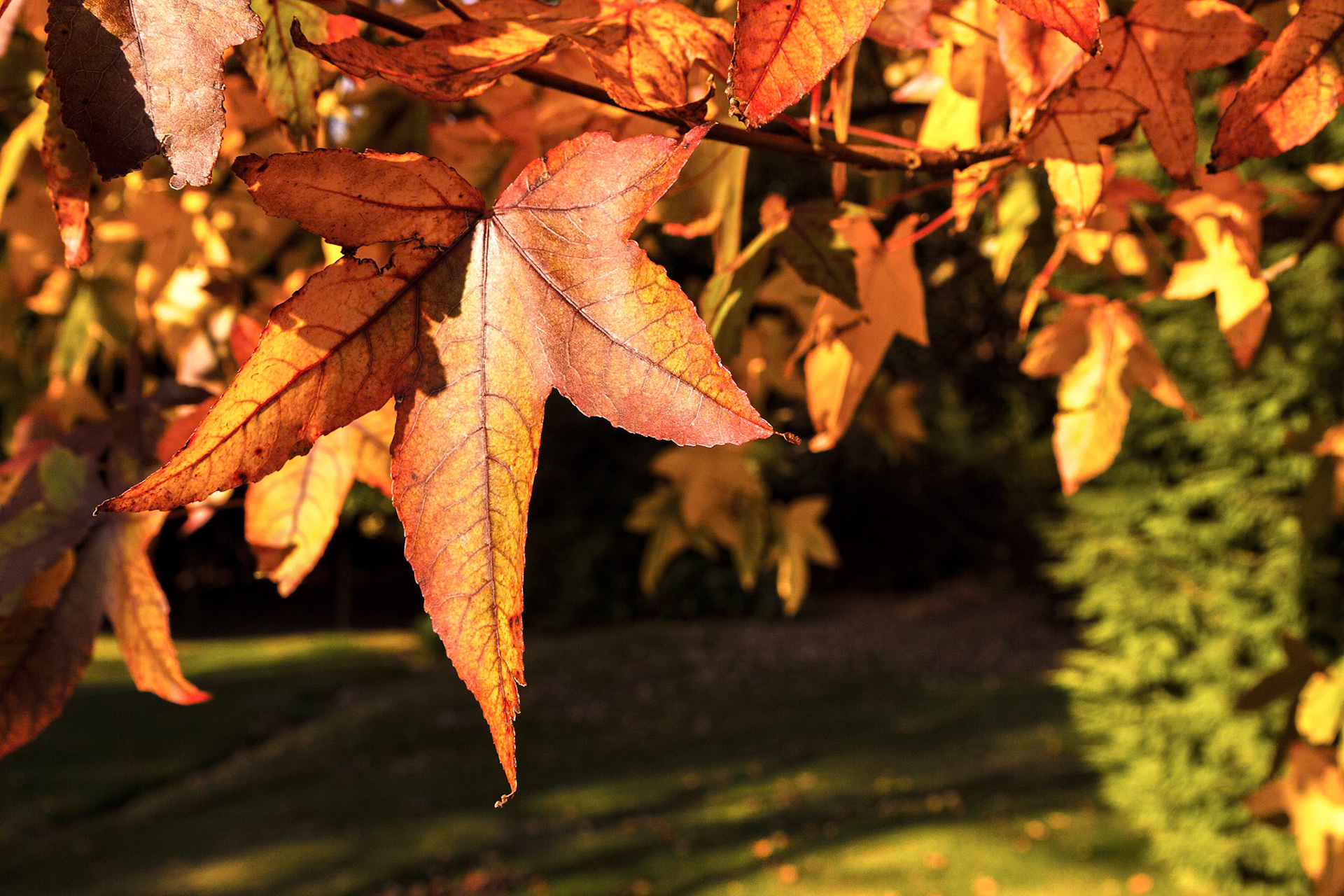 Acer palmatum leaves in autumn