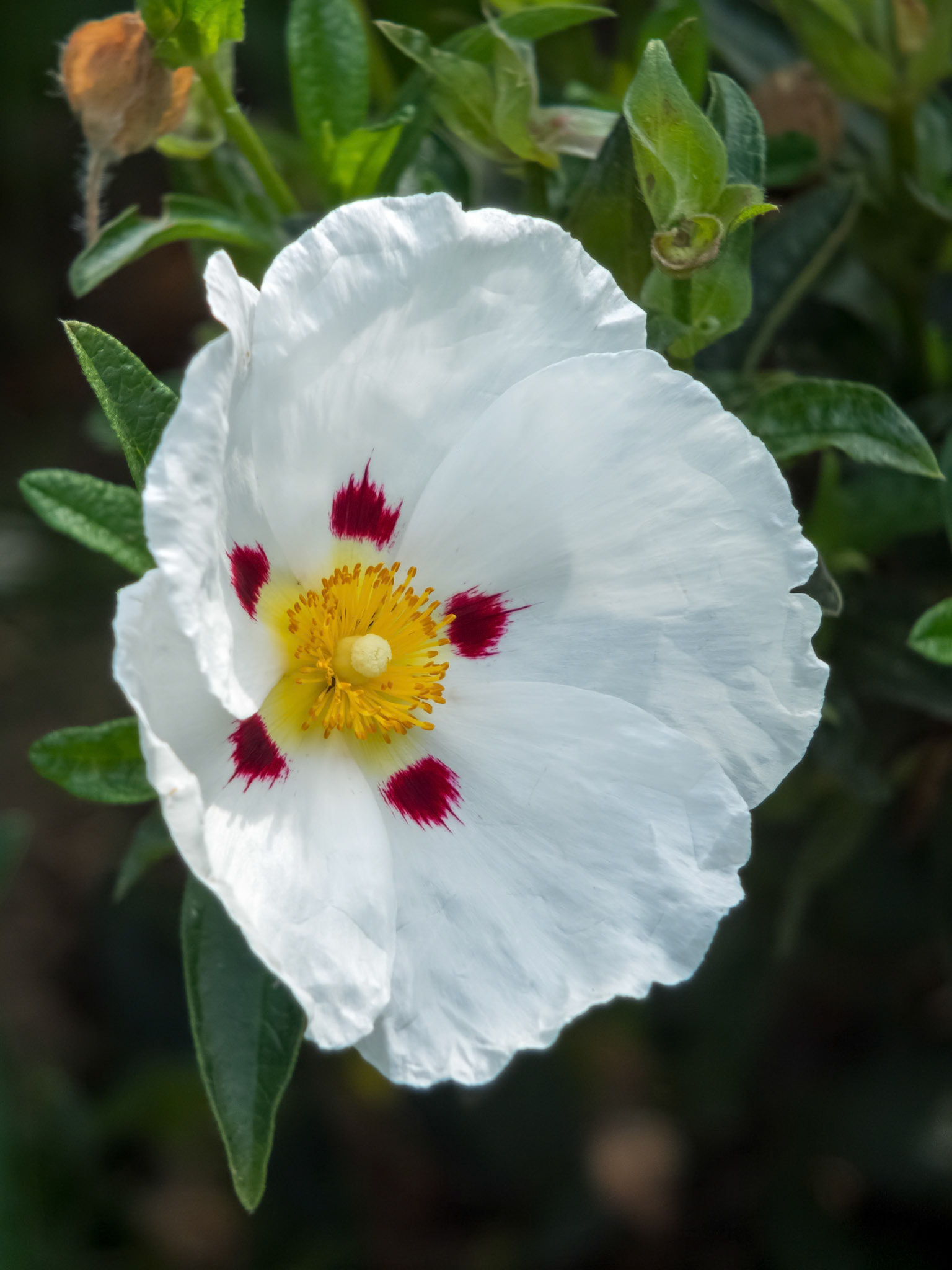 Cistus (Lucitanica Decumbens) flowering in an English garden