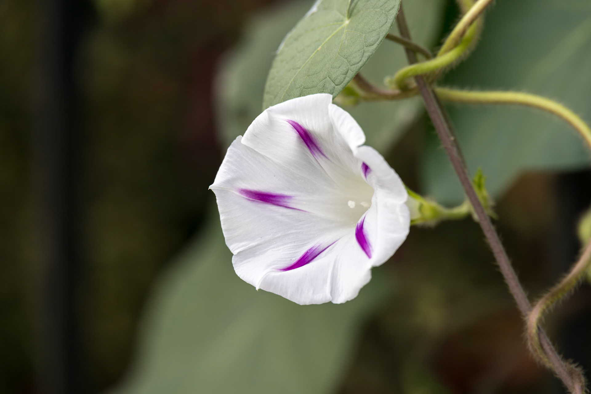Common Morning Glory (Ipomoea purpurea L. Roth) growing wild in Italy