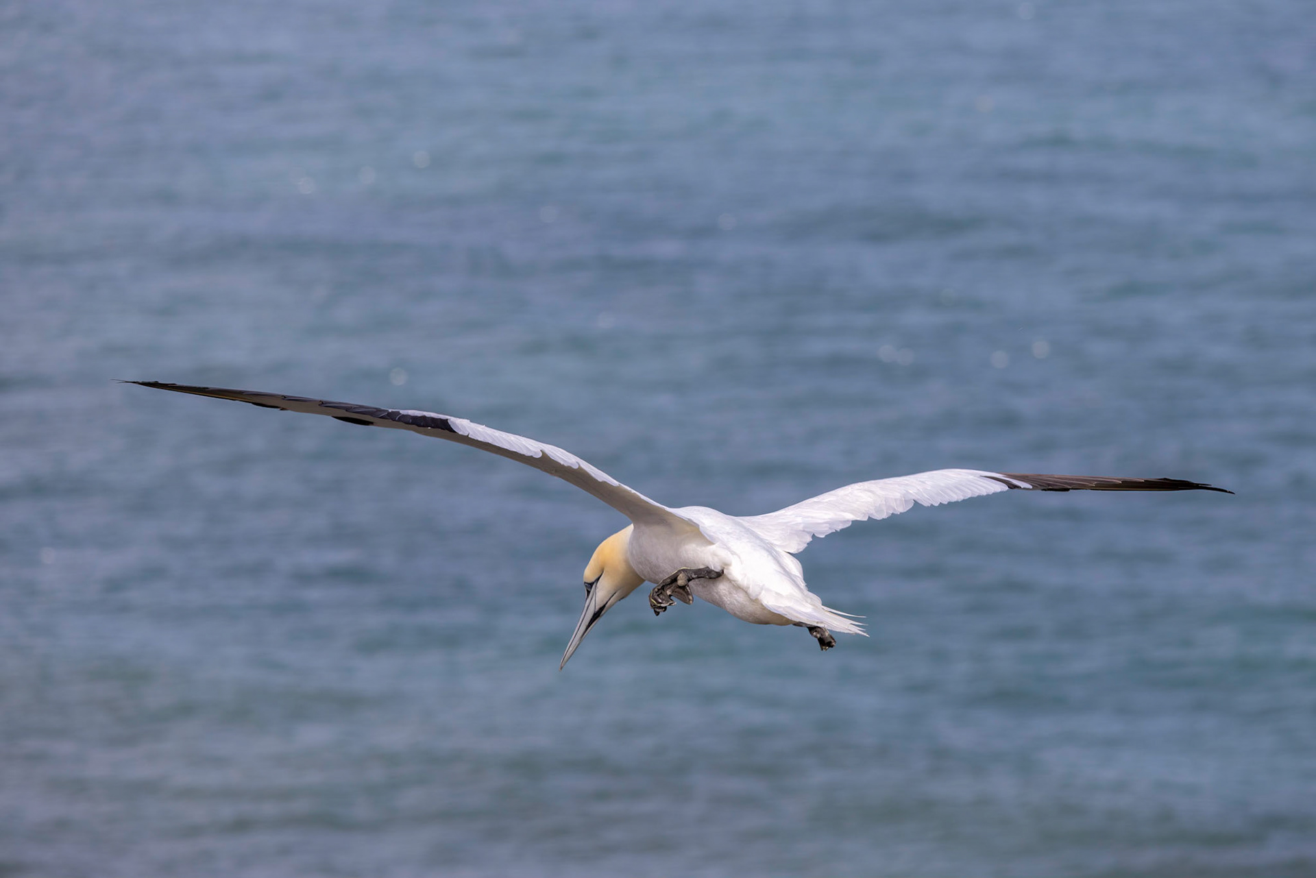Gannets, Morus bassanus, in flight at Bempton Cliffs in Yorkshire