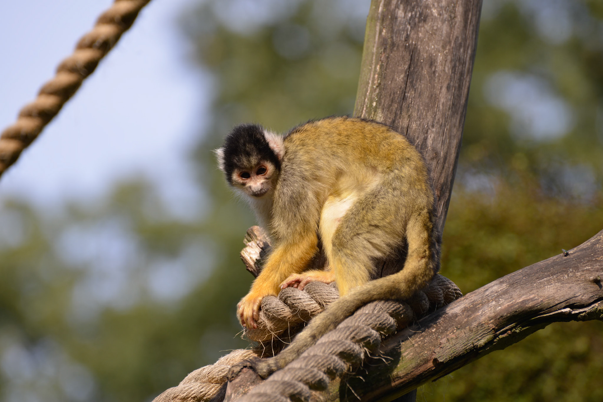 Common Squirrel Monkey (Saimiri sciureus) sitting a on piece of rope