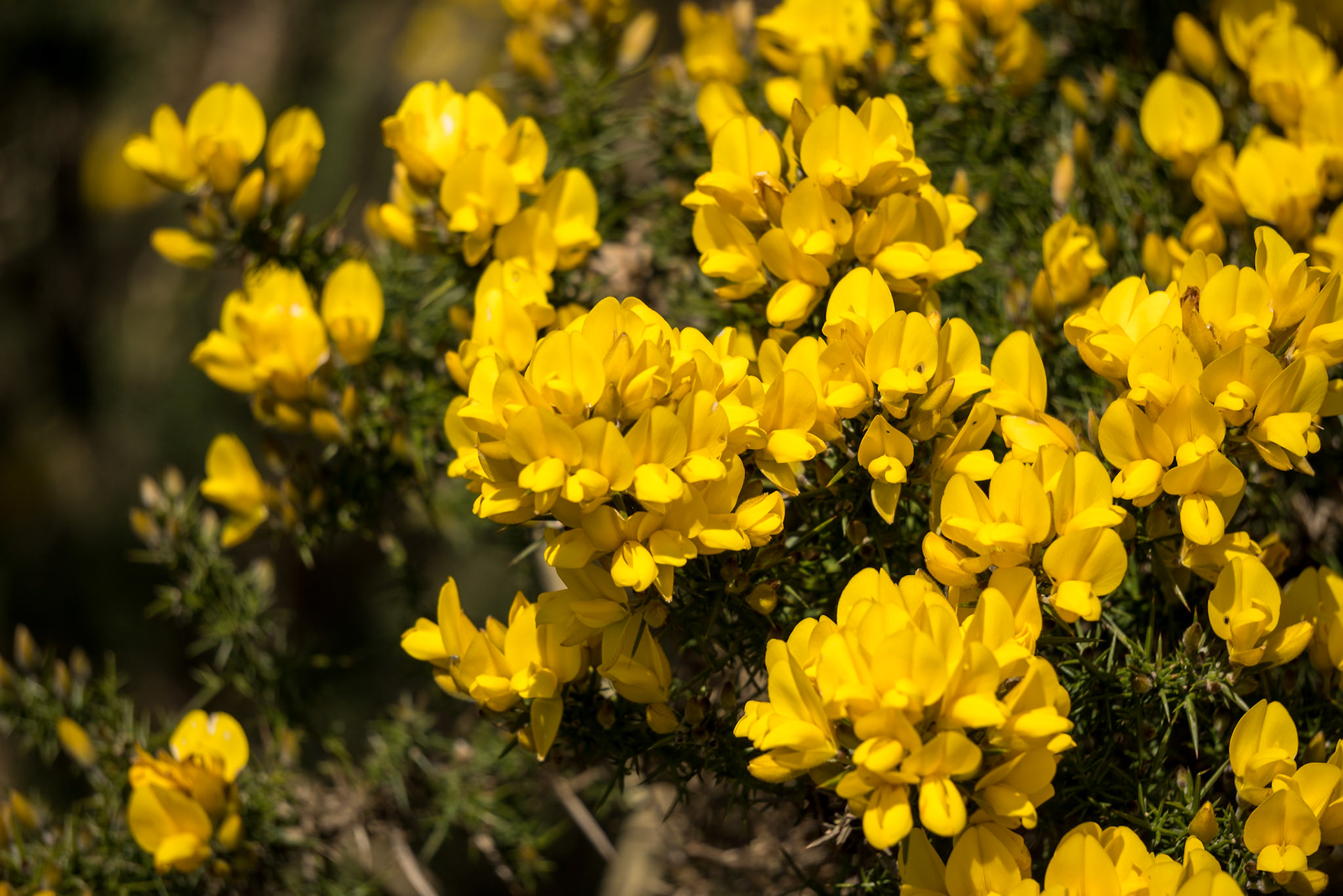 Common Gorse (Ulex europaeus) bursting into flower in springtime