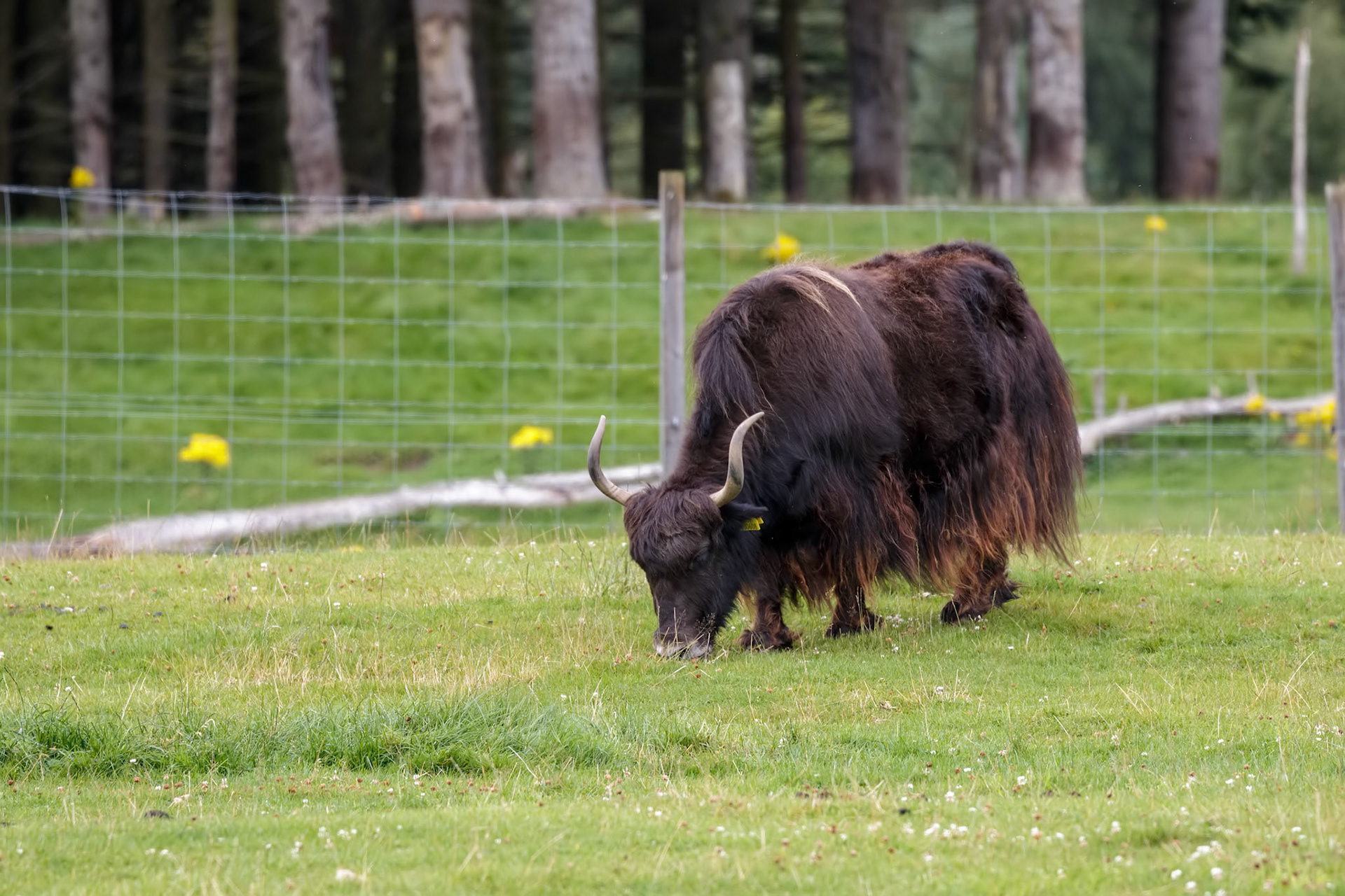 Yak (Bos grunniens) grazing on succulent grass