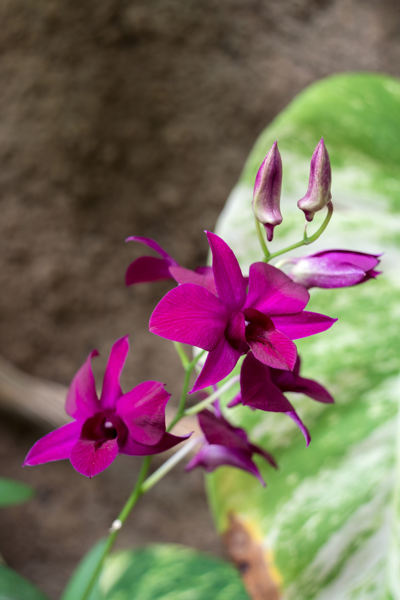 LOS PALMITOS, GRAN CANARIA, SPAIN - MARCH 8 : Pink Orchid flowering in Los Palmitos, Gran Canaria, Spain on March 8, 2022