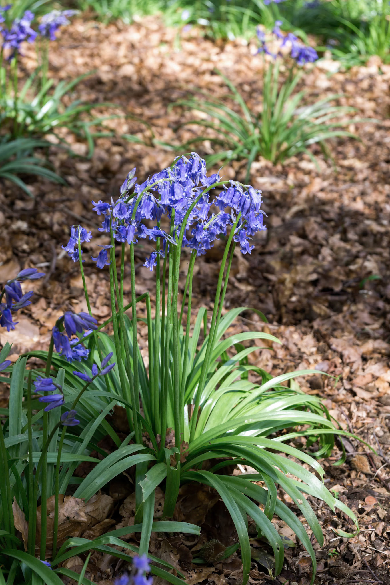 Bluebells in Full Bloom