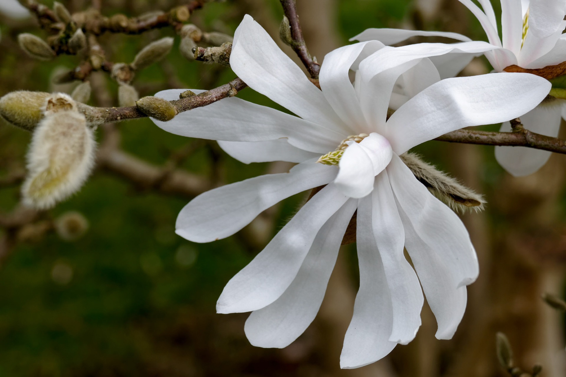 White Magnolia Flowering