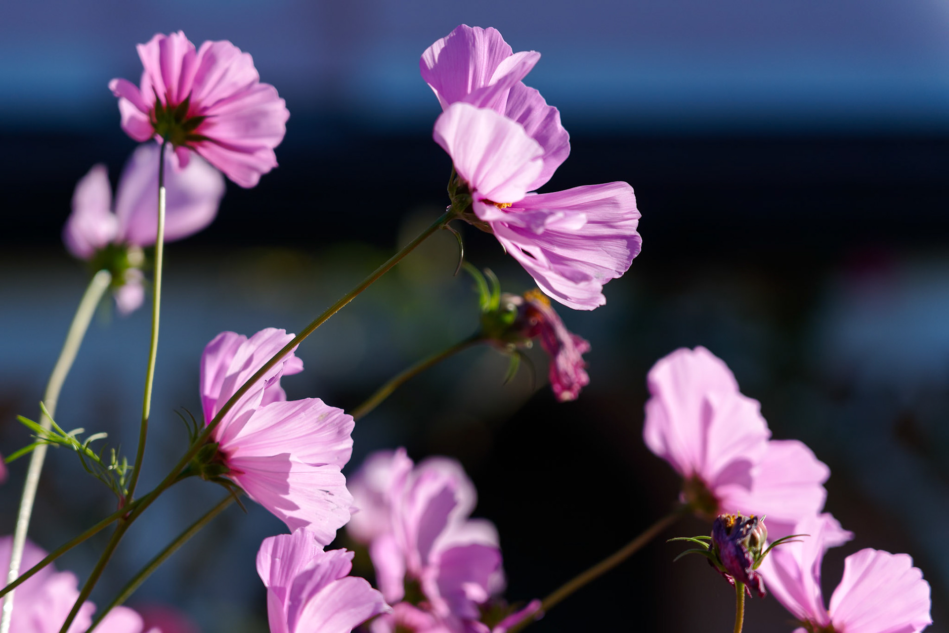 Vivid sunlit Cosmos flowers growing in a garden in Lindfield West Sussex