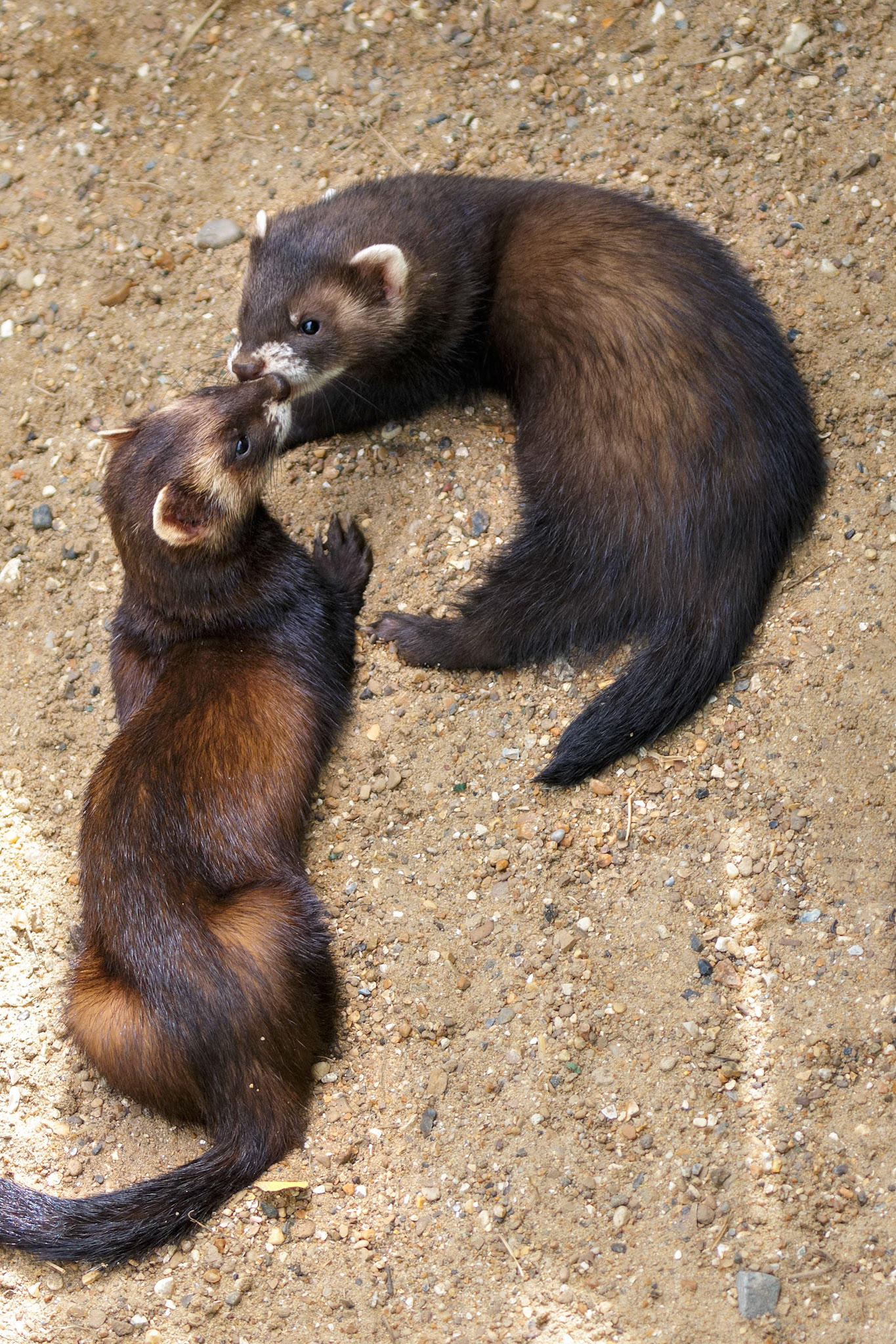 Young European Polecats (mustela putorius) playing in the sunshine