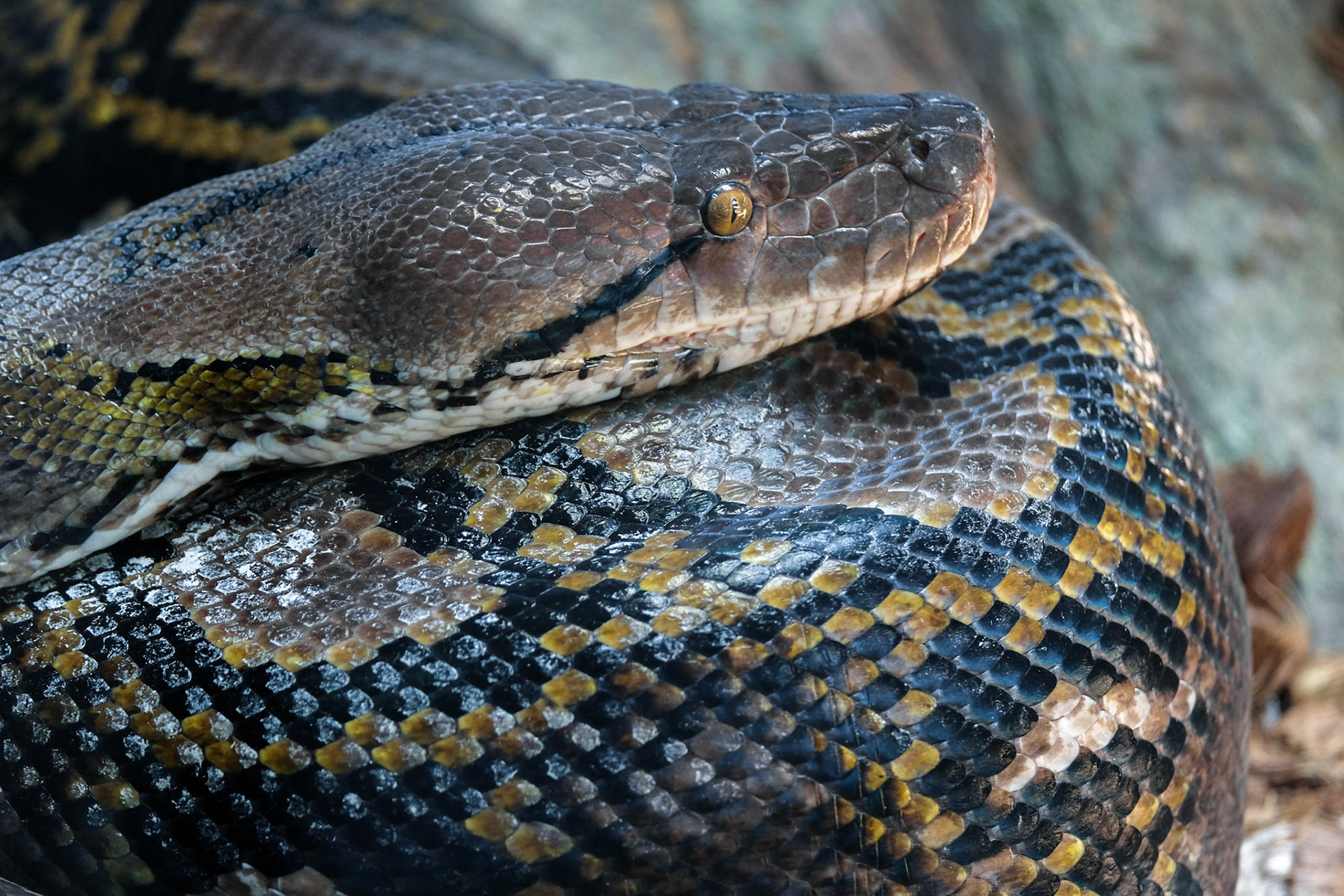 FUENGIROLA, ANDALUCIA/SPAIN - JULY 4 : Reticulated Python (Python reticulatus) in the Bioparc Fuengirola Costa del Sol Spain on July 4, 2017