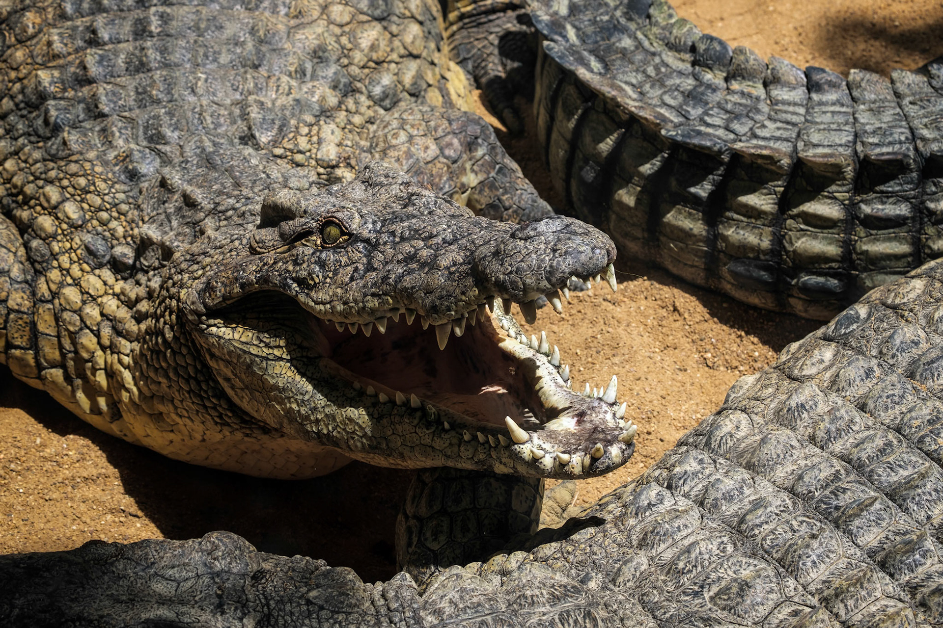 Nile Crocodile (Crocodylus niloticus) at the Bioparc Fuengirola