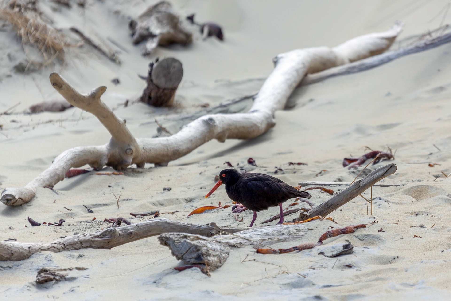 Variable Oystercatcher (Haematopus unicolor)