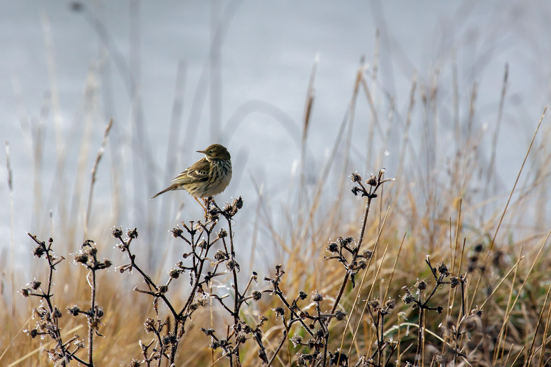 Alert Meadow Pipit on a Frosty Day