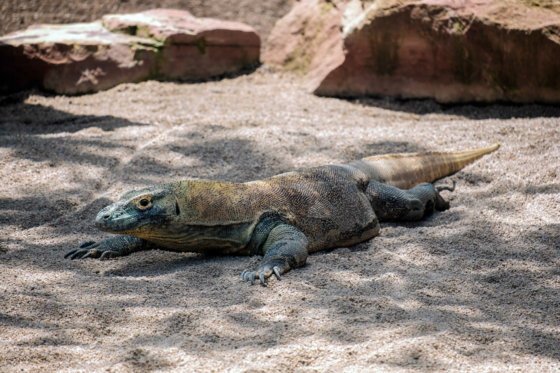 Komodo Dragon (Varanus komodoensis) at the Bioparc in Fuengirola