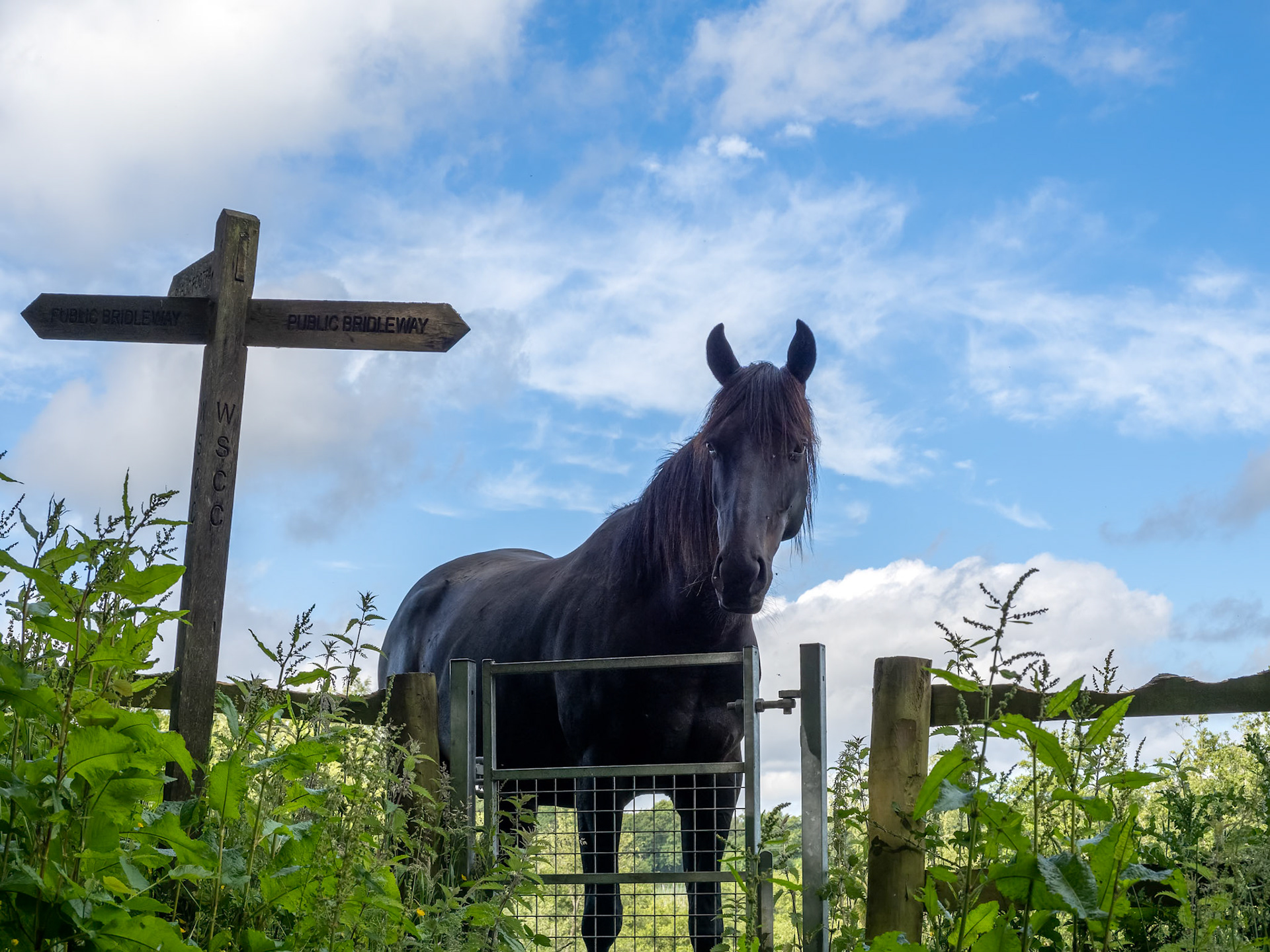 Dark horse in a field at Kingscote in West Sussex
