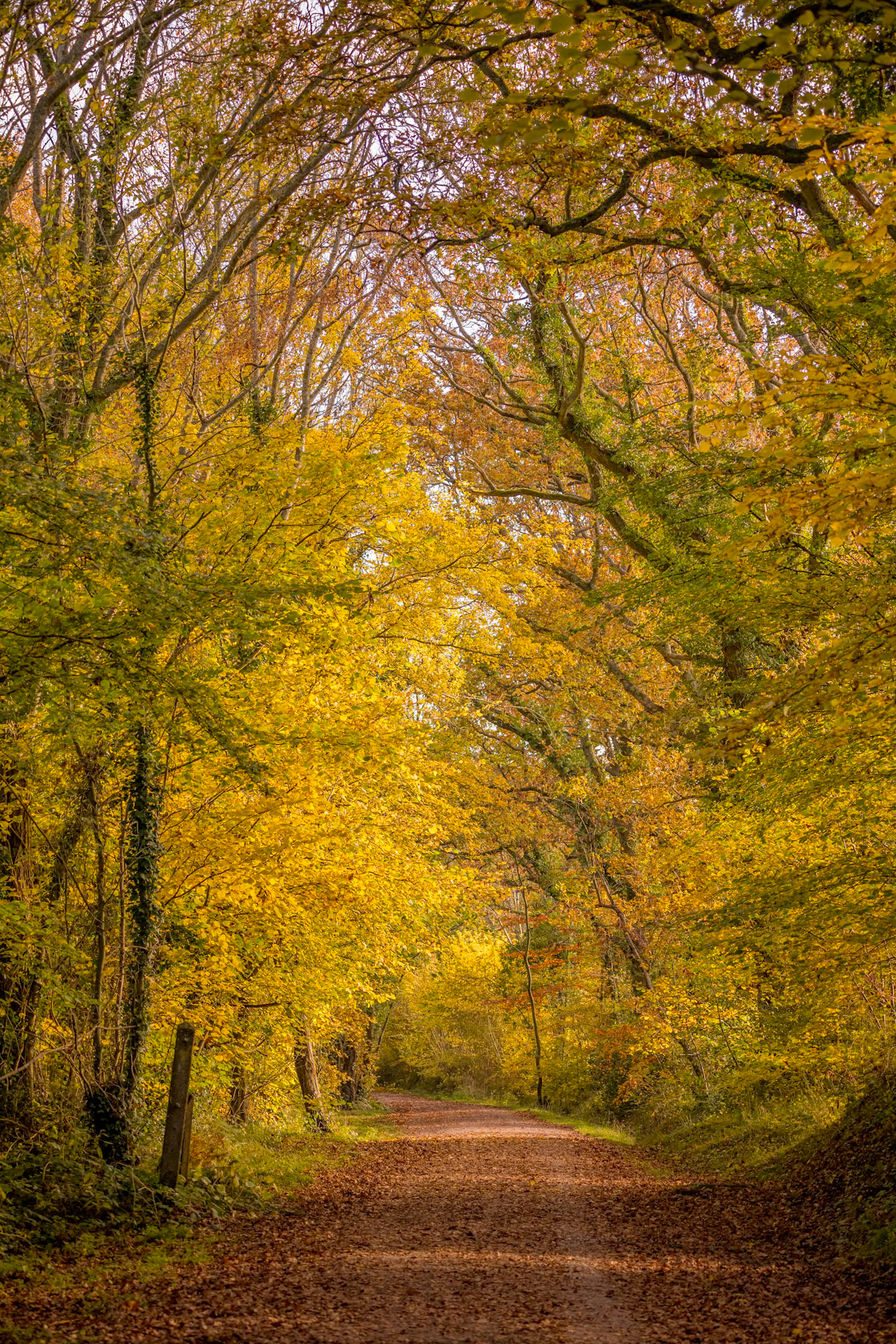 Early morning autumn sunshine along the Worth Way near East Grinstead