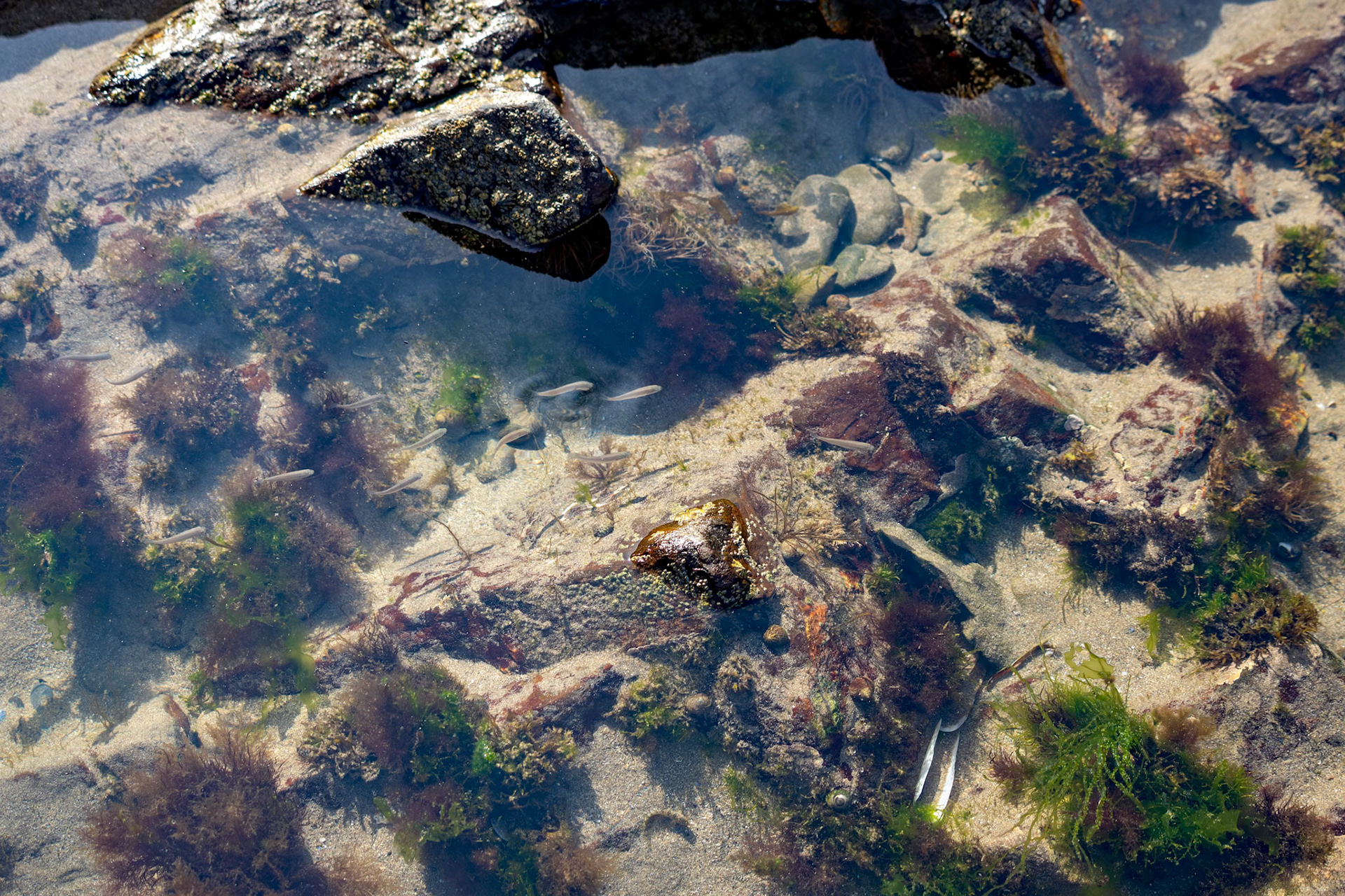 Shoal of small fish in a rock pool in Broad Haven Pembrokeshire