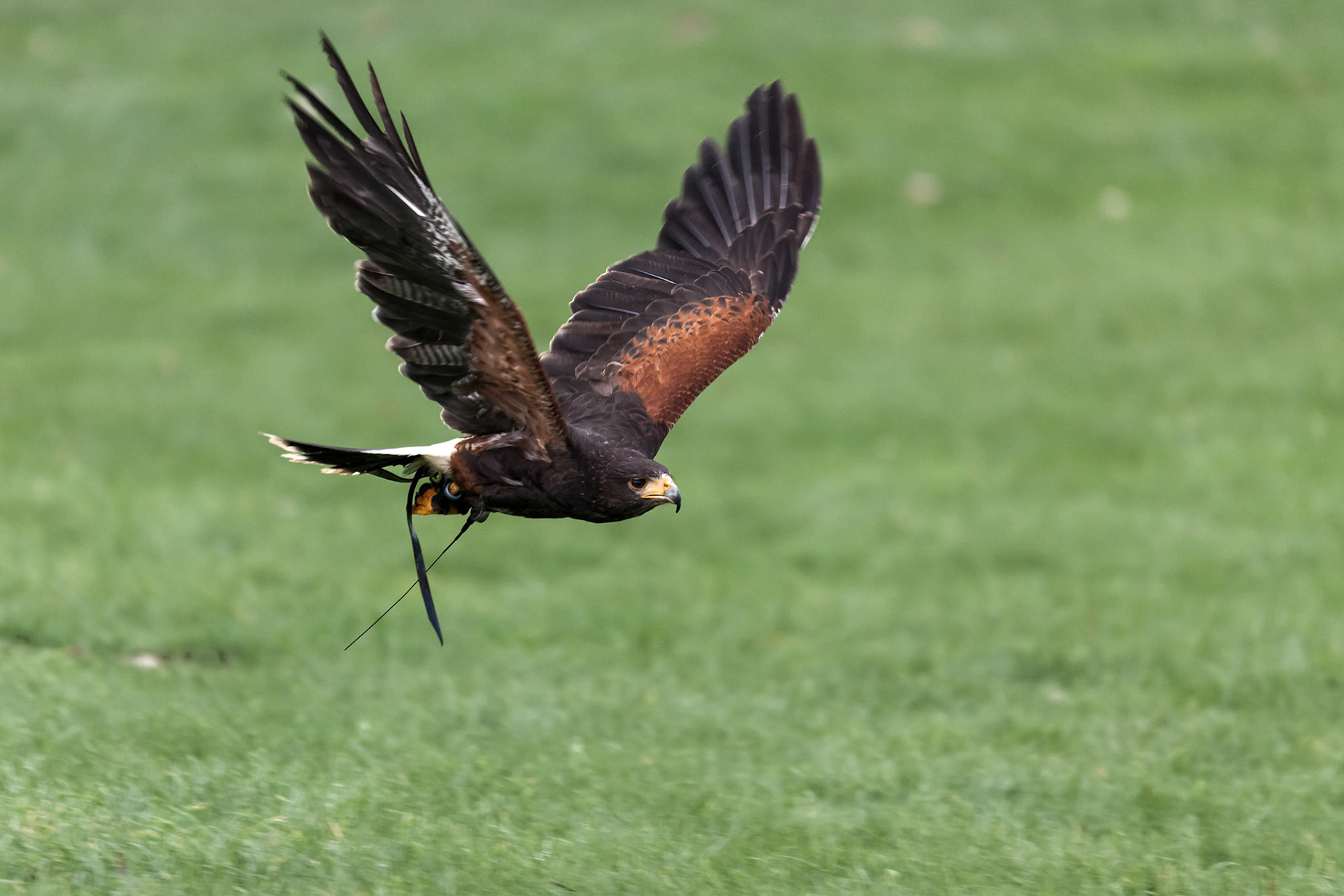 Harris Hawk (Parabuteo unicinctus)