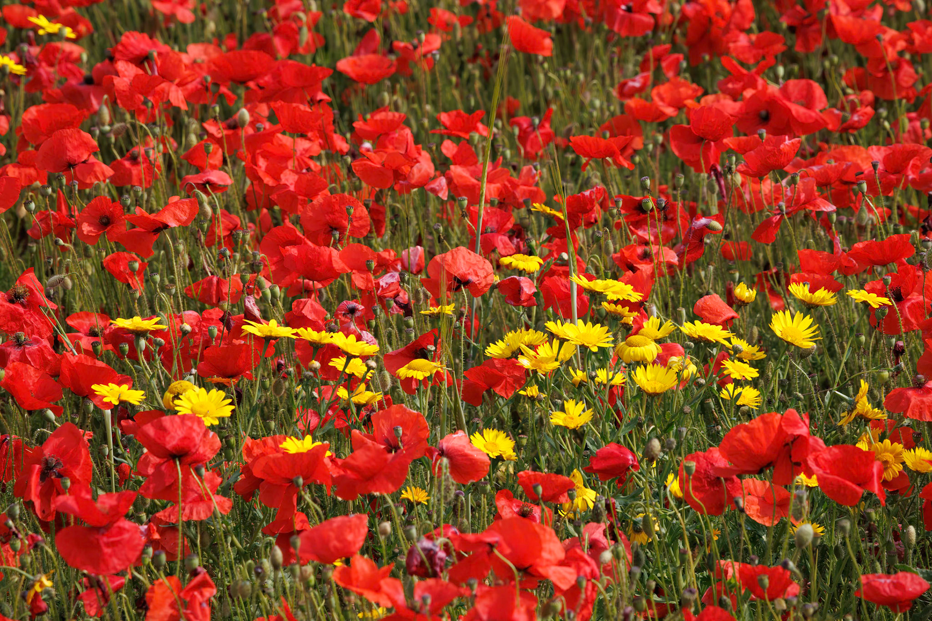 View of Poppies in bloom in a field in West Pentire Cornwall