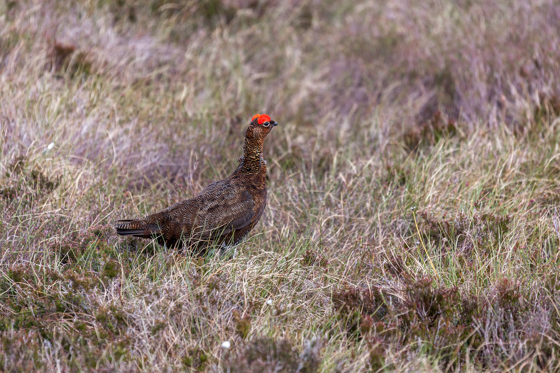 Red Grouse (Lagopus lagopus)