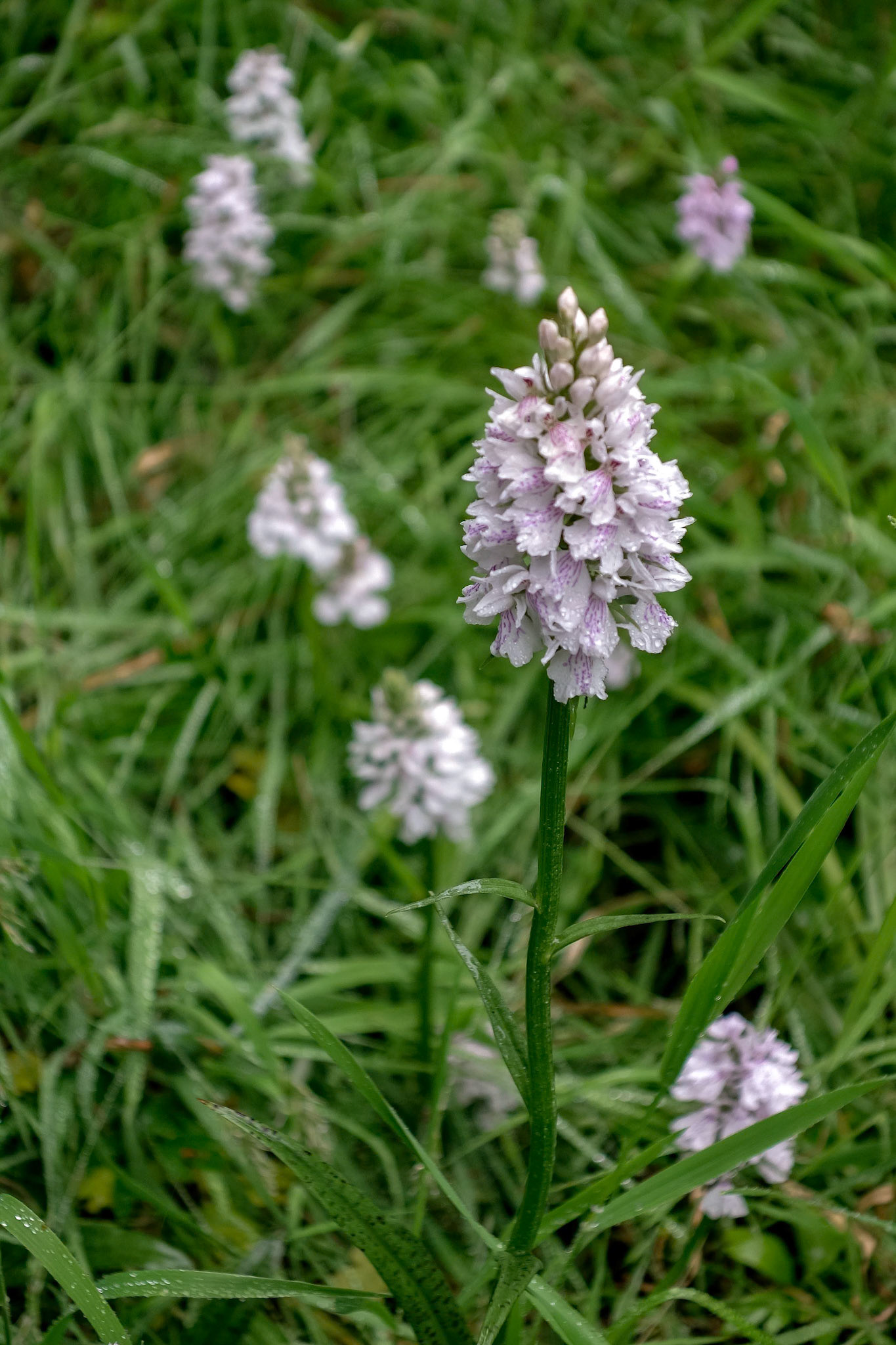 Heath Spotted Orchid (Dactylorhiza maculata ericetorum)