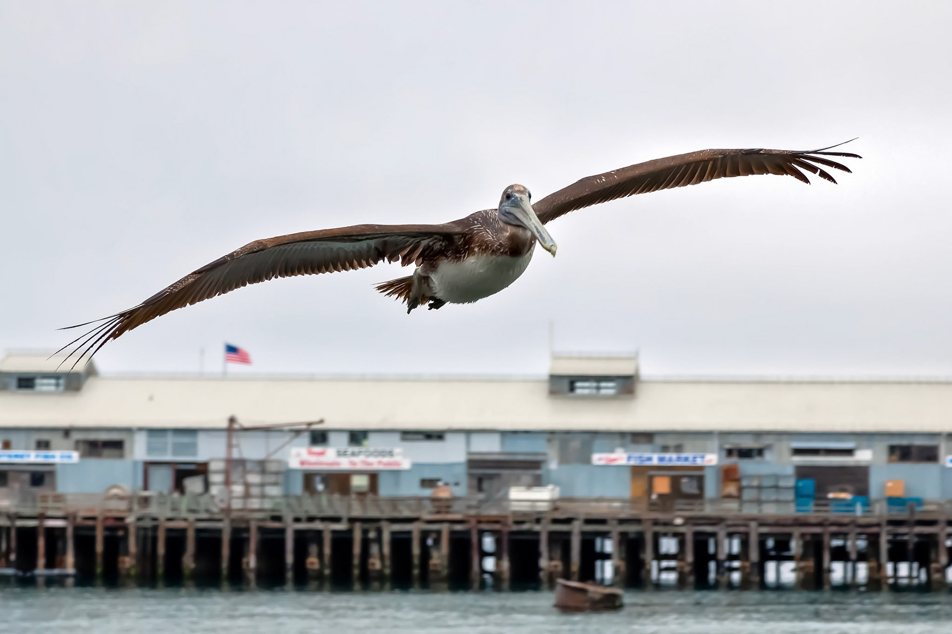 Brown Pelican (Pelecanus occidentalis)