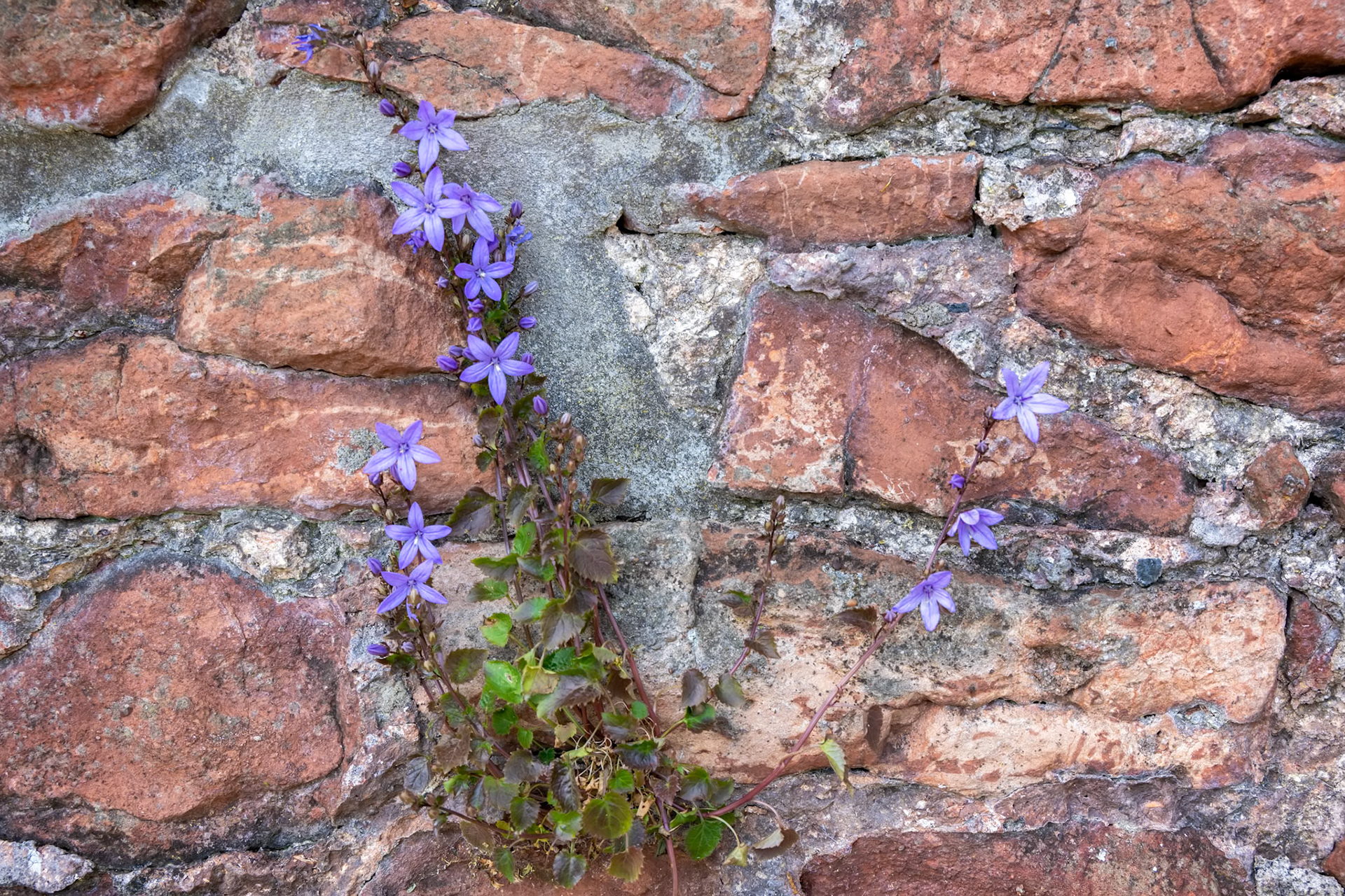 Vine growing on a wall in Bristol producing small blue flowers