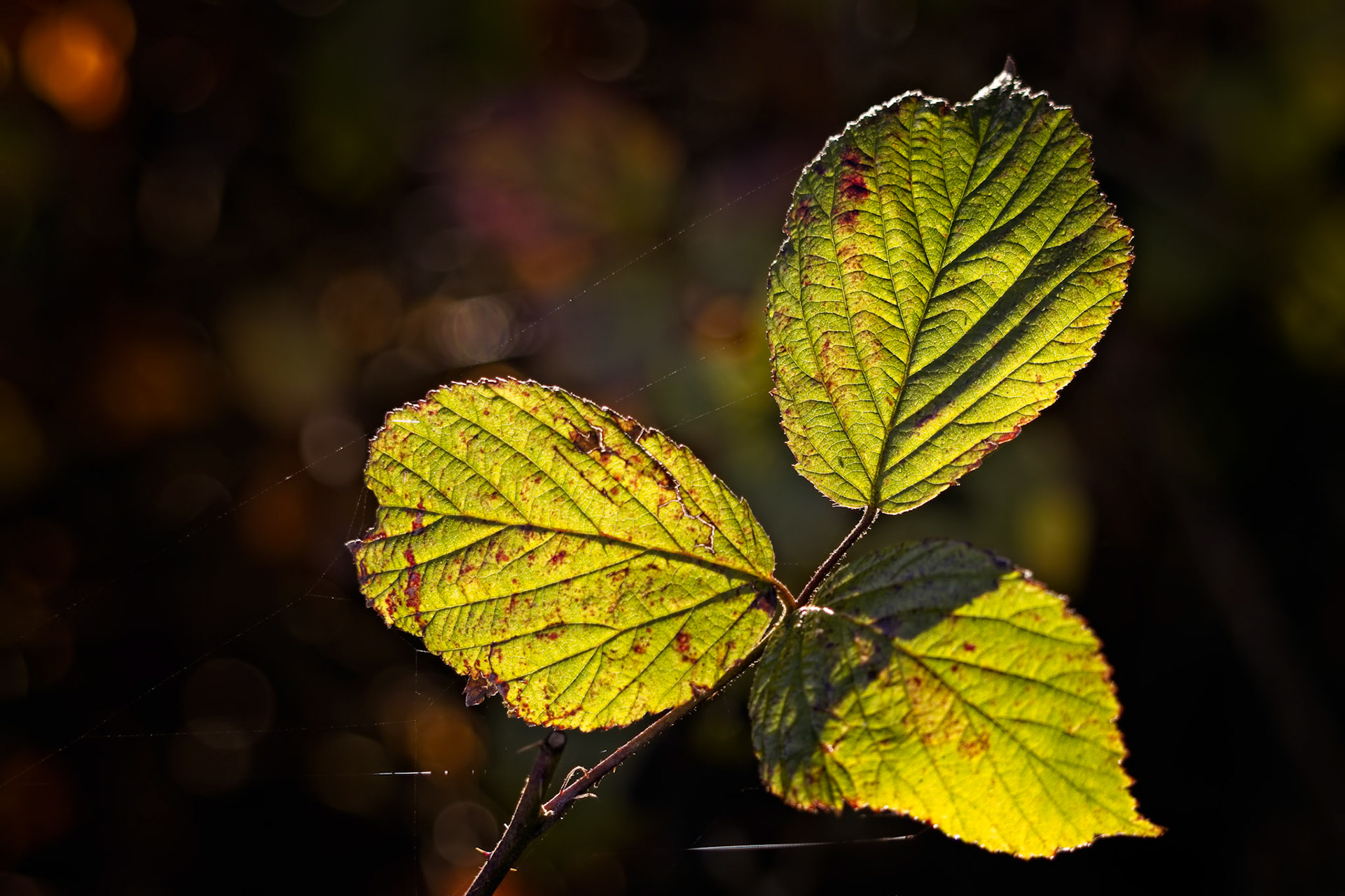 Close up of some Blackberry leaves backlit in the autumn sunshine