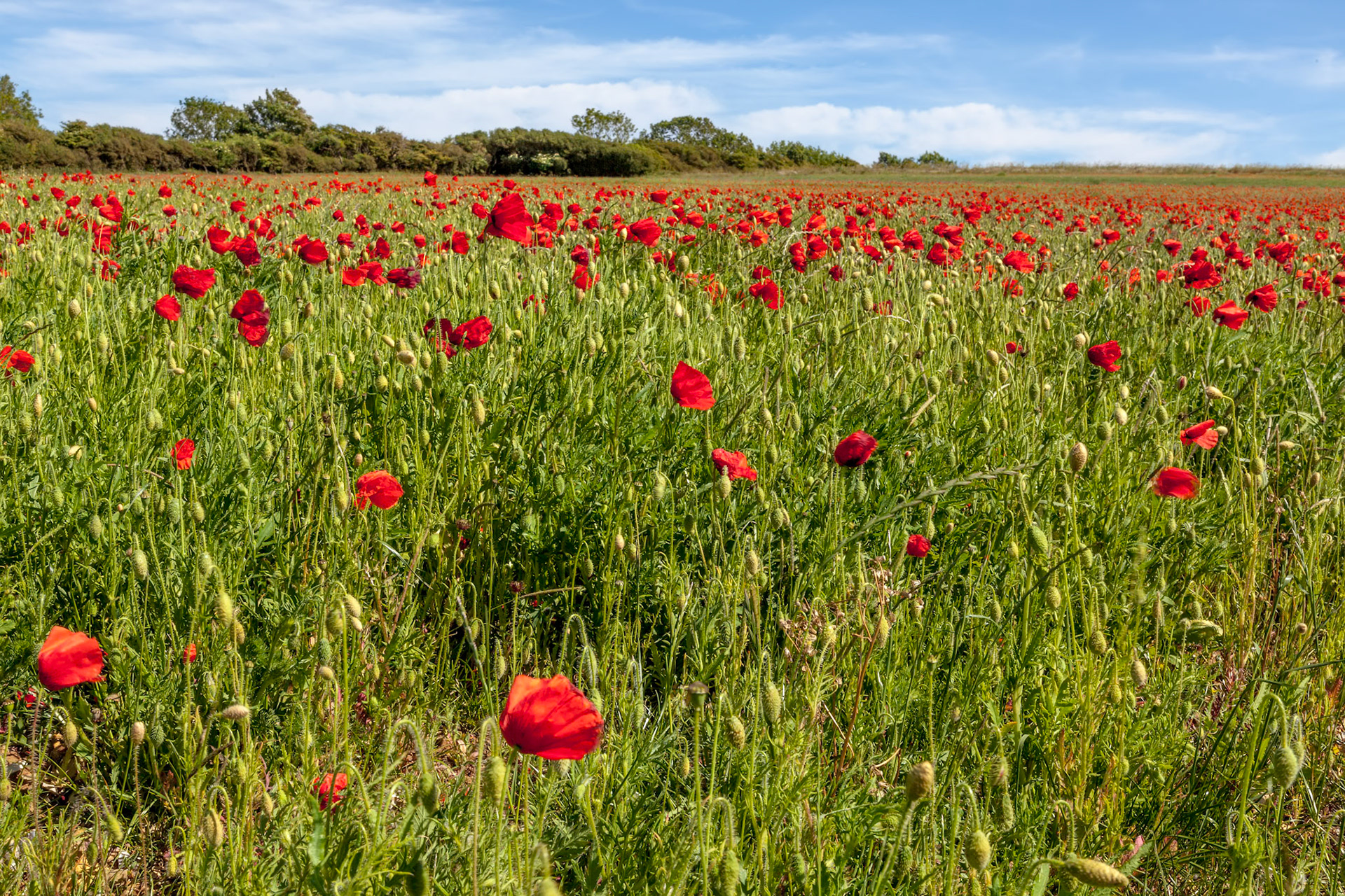 Field of wind blown Poppies in Sussex