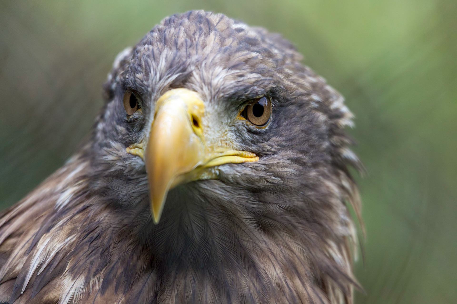 White-tailed Sea Eagle (Haliaeetus albicilla)