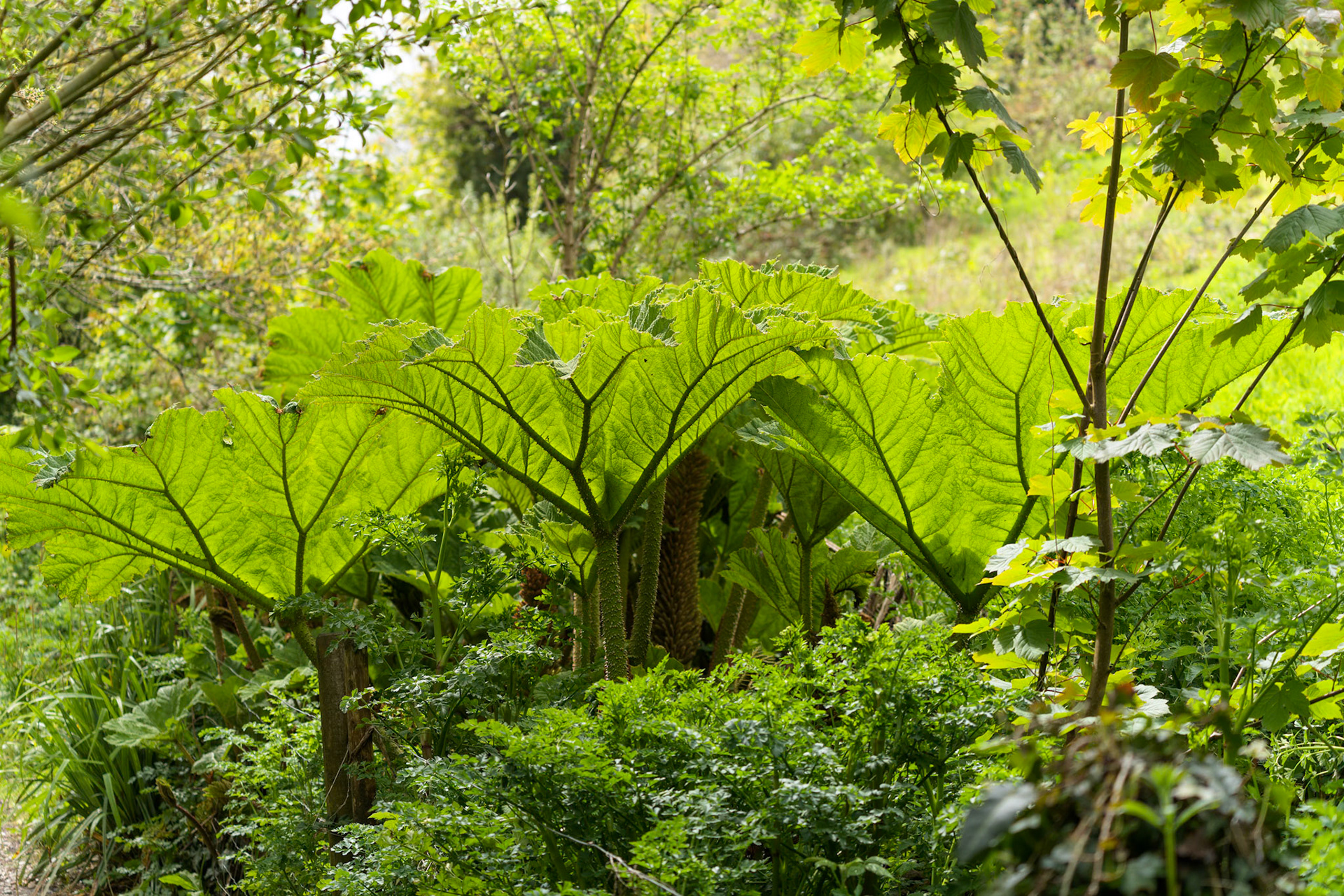 Brazilian Giant Rhubarb (Gunnera manicata) growing in springtime in Cornwall