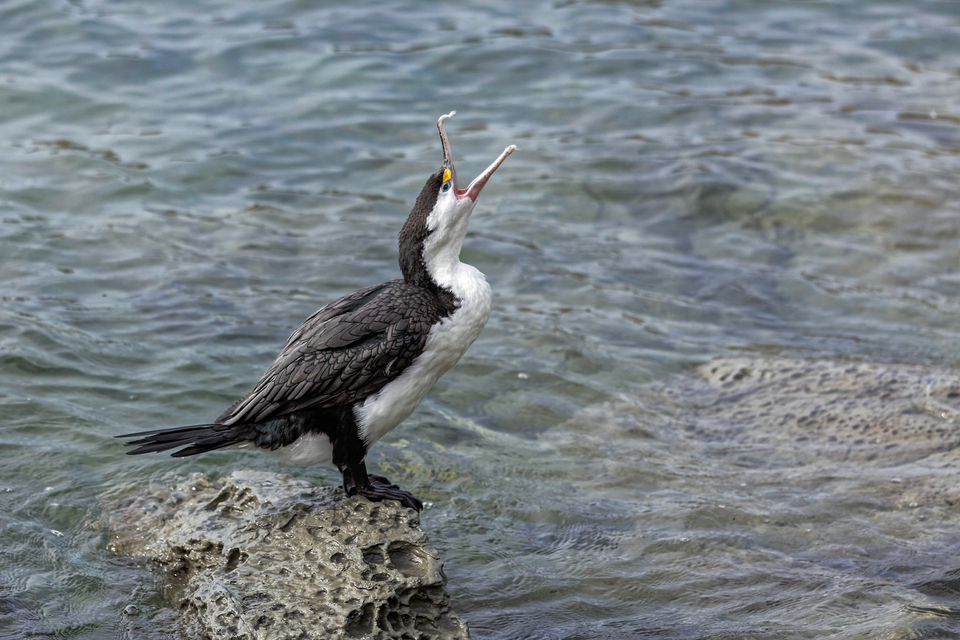 Pied Cormorant (Phalacrocorax varius)