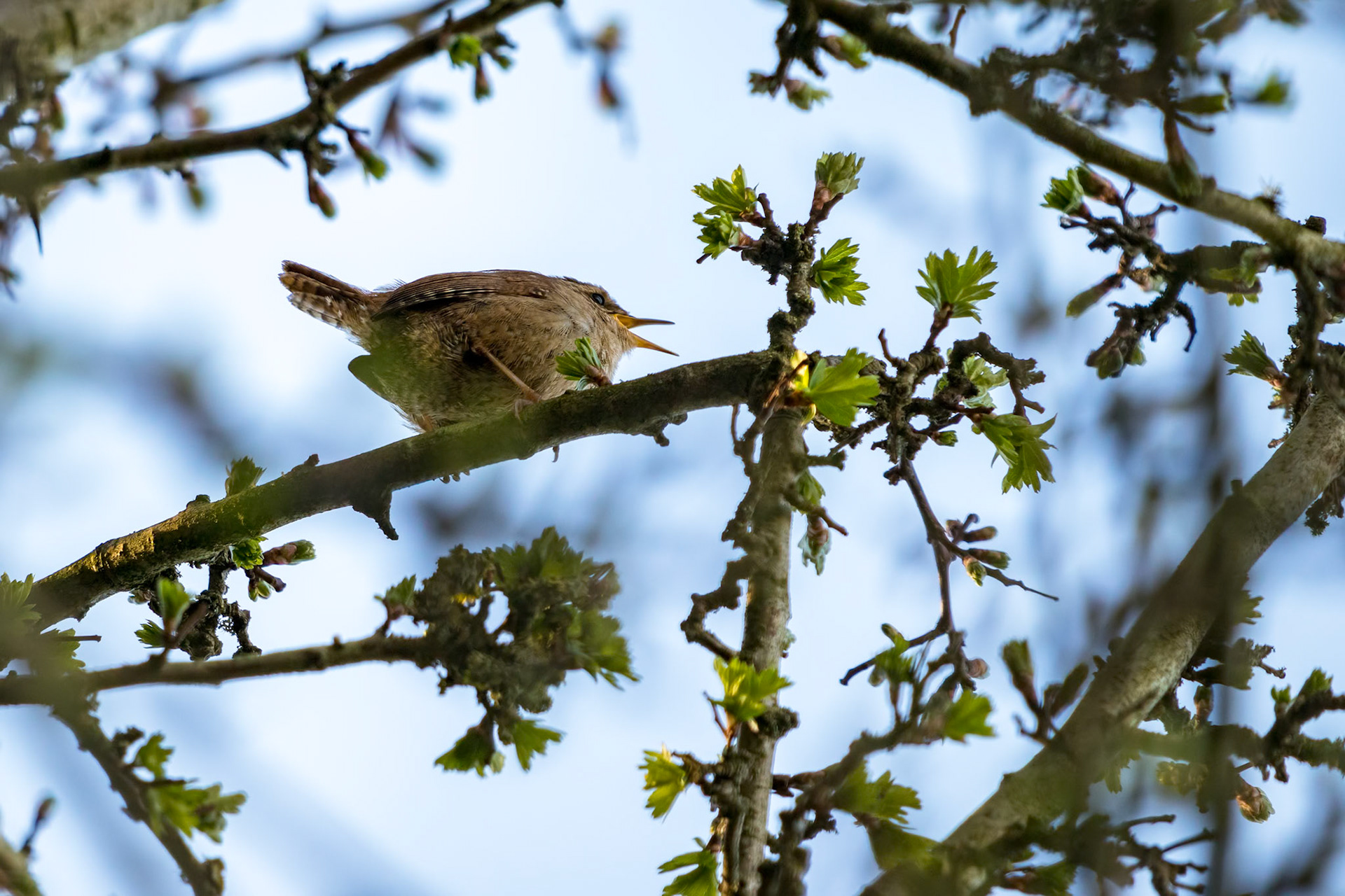 Tiny Wren (Troglodytes troglodytes) in an Hawthorn tree