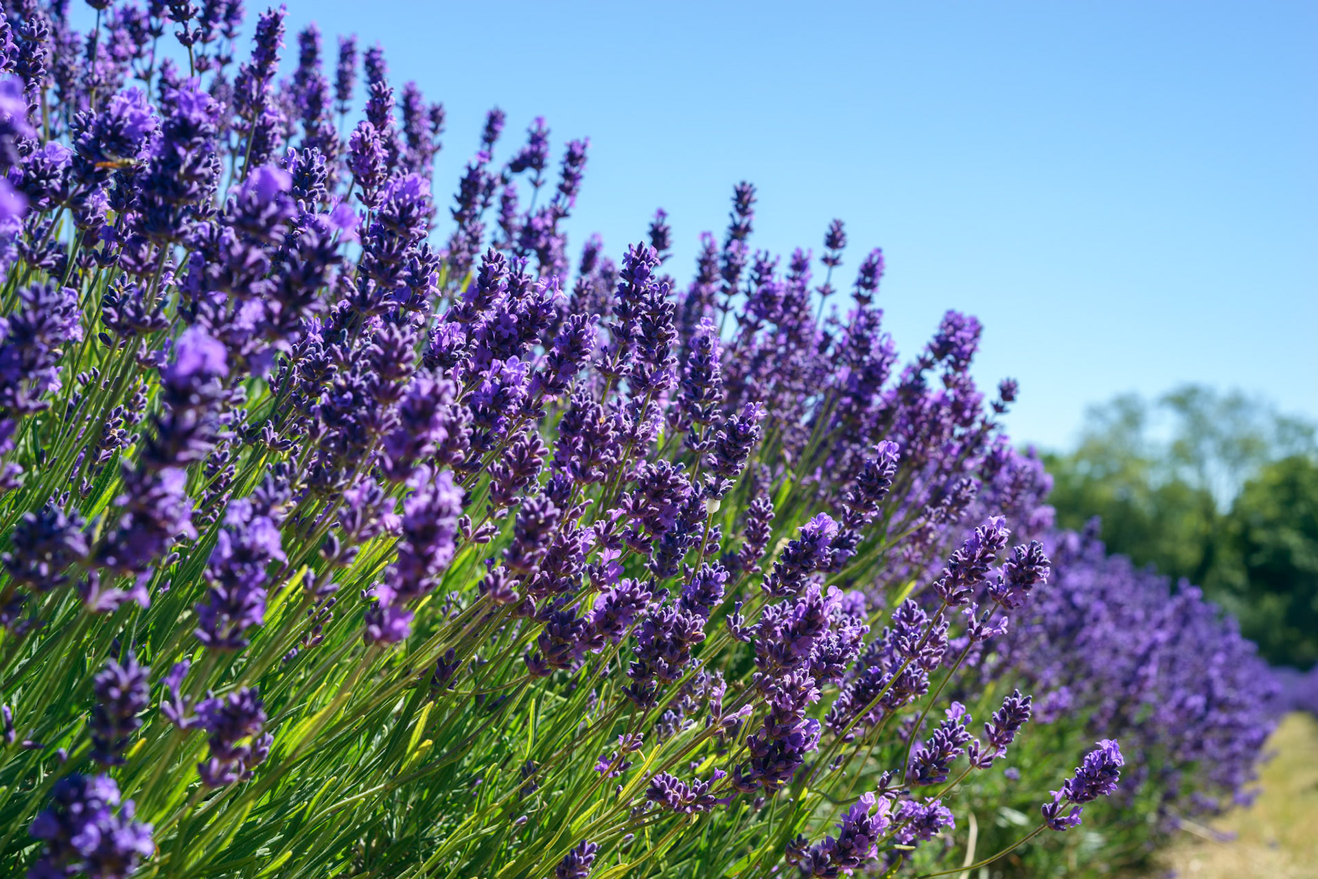 Field of vibrant Lavender flowers on a suny summers day