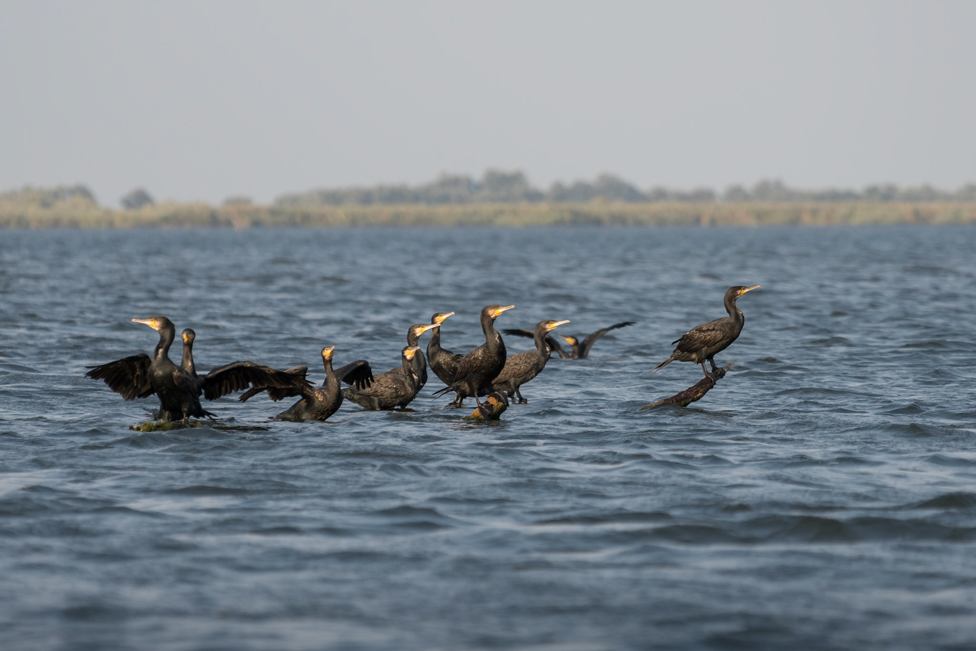 Great Cormorants (phalacrocorax carbo) in the Danube Delta