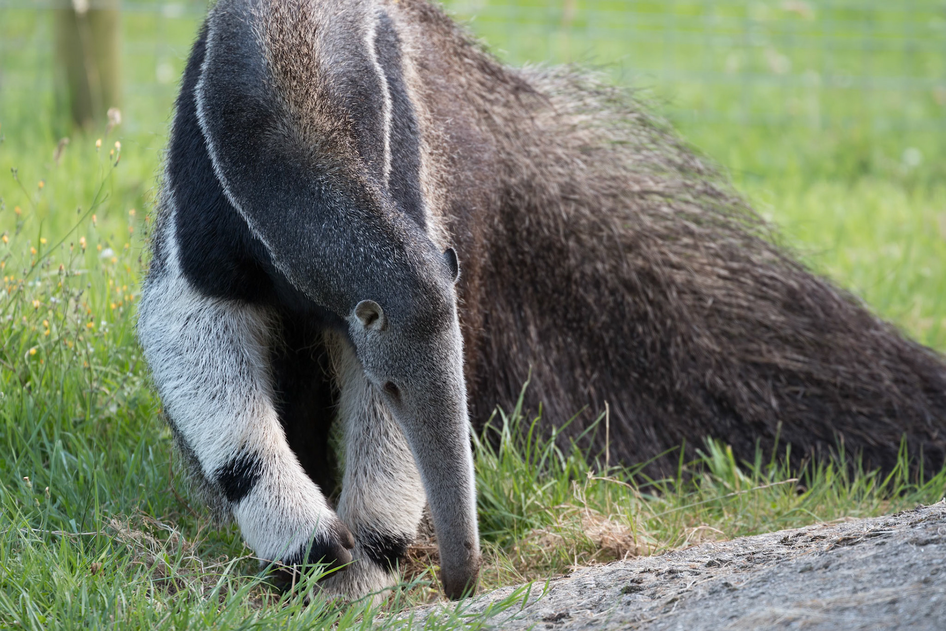 Giant Anteater (Myrmecophaga triductyla) looking for food
