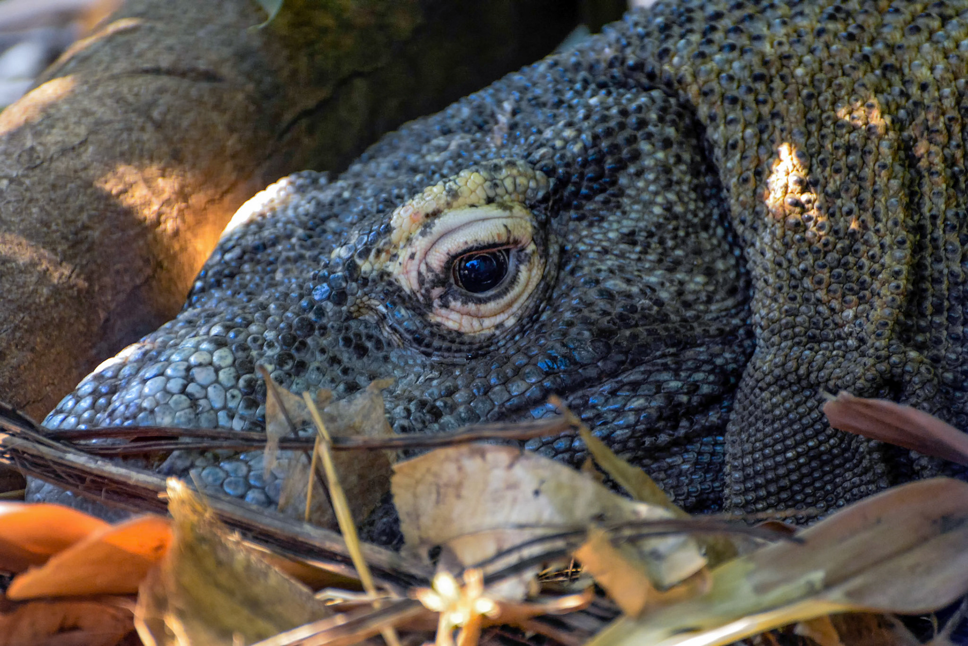 Komodo Dragon (Varanus komodoensis)