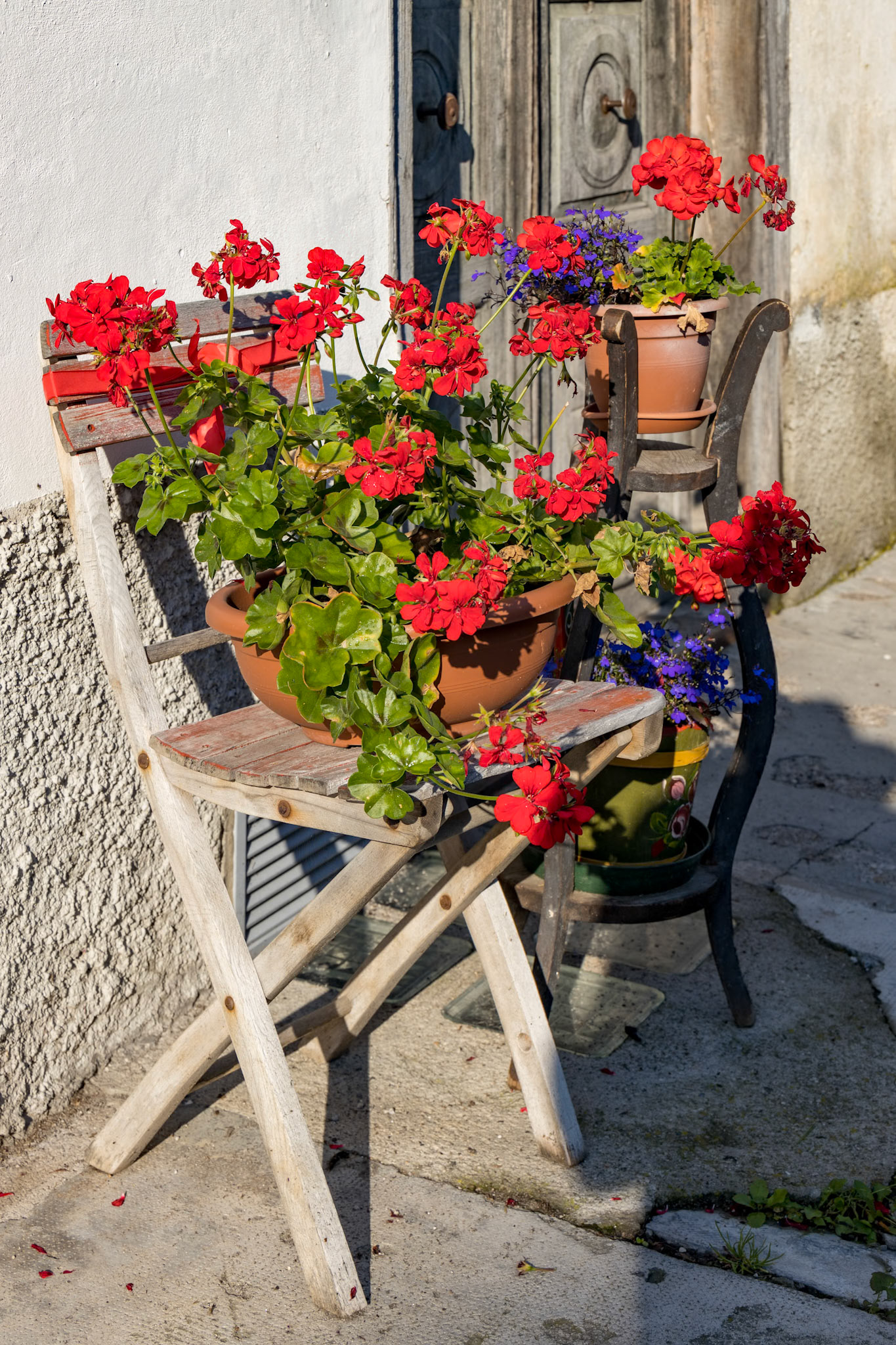 CANDIDE, VENETO/ITALY - AUGUST 10 : Geraniums flowering outside a house in Candide, Veneto, Italy on August 10, 2020