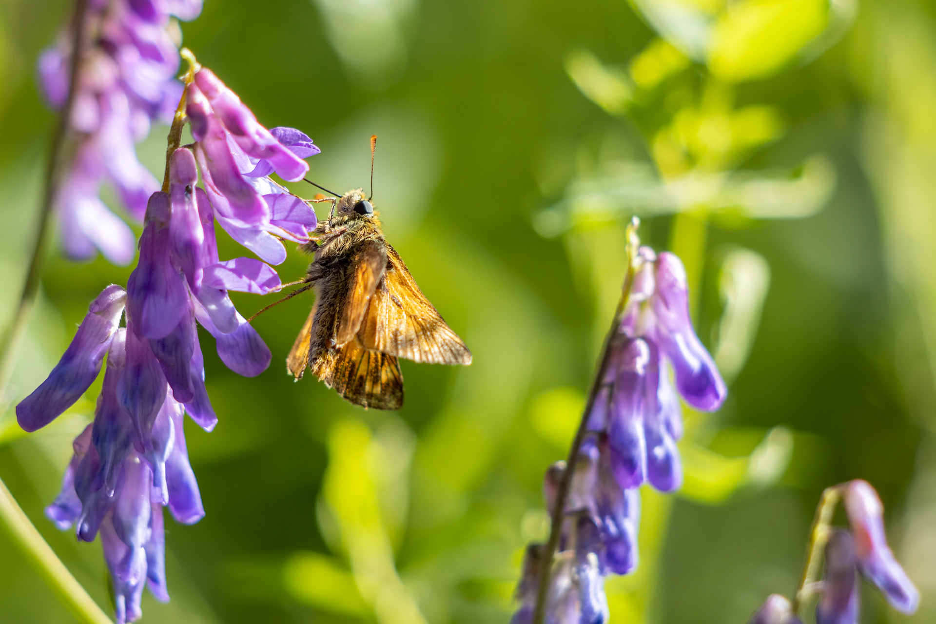 Large Skipper Butterfly (Ochlodes venatus) feeding on a flower in the summer sunshine