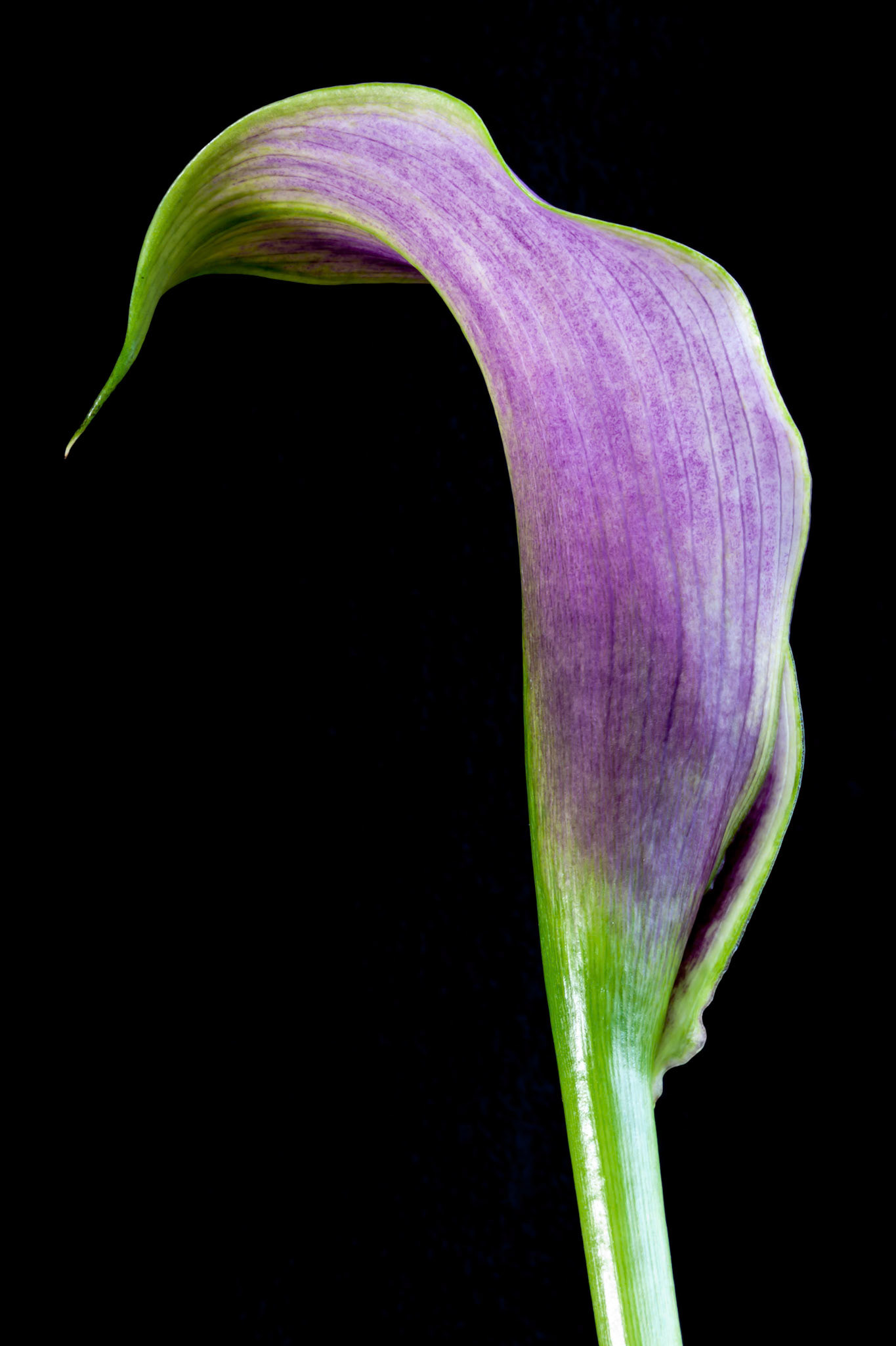 Purple Calla Lily