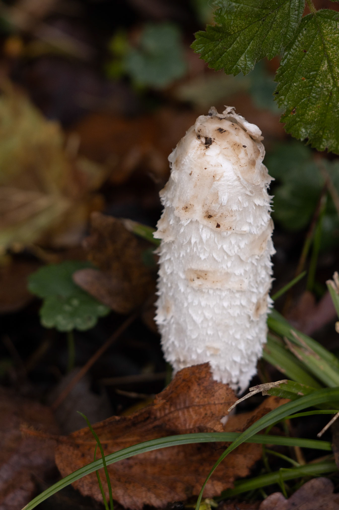 Shaggy Cap, Shaggy Inkcap or Lawyer's Wig (coprinus comatus)